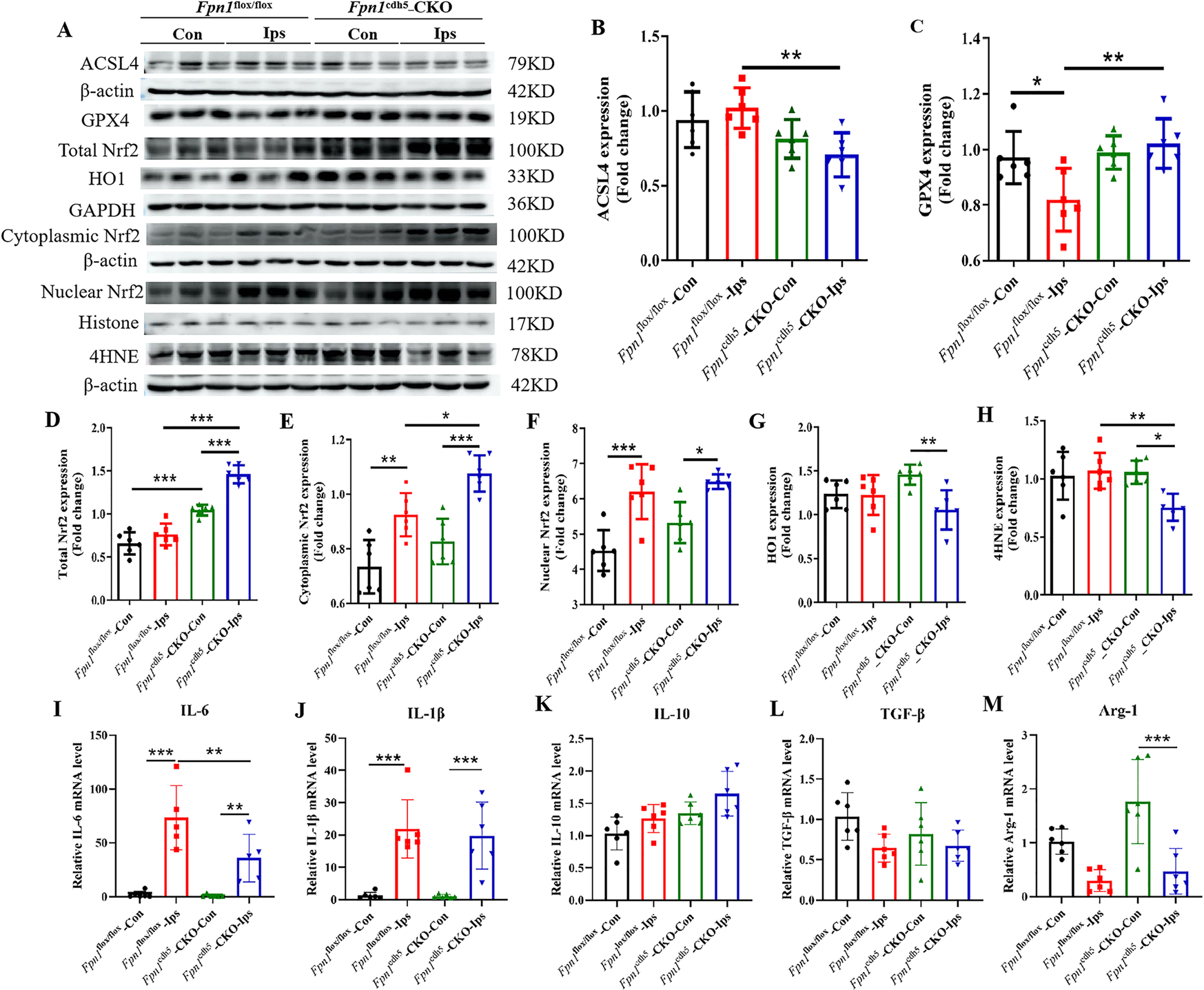 Fig. 3: Fpn1 knockout in ECs attenuates ferroptosis, and alleviates the oxidative stress and inflammatory response that occur in the acute phase of ischemic stroke.