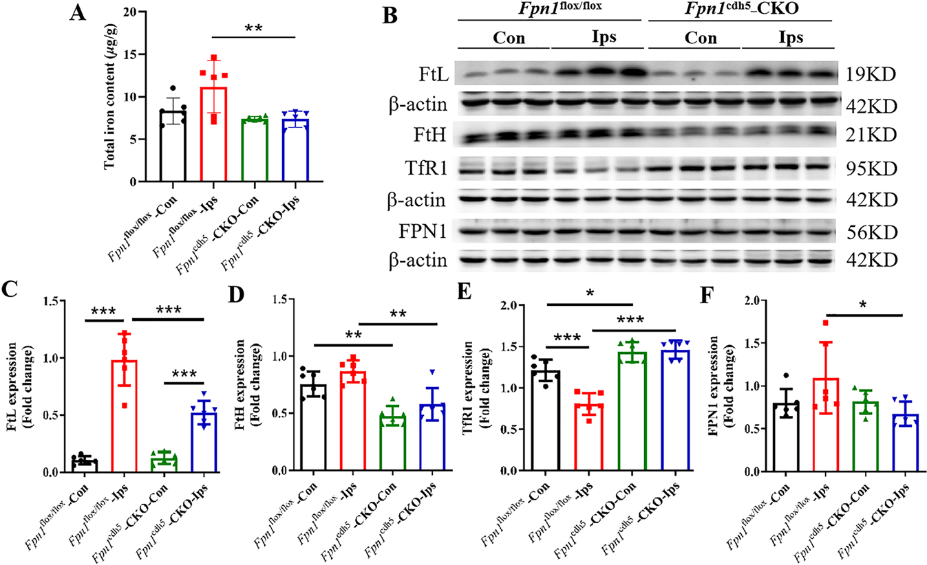 Fig. 5: Fpn1 knockout in ECs decreases cerebral iron levels during the early recovery stage of ischemic stroke.