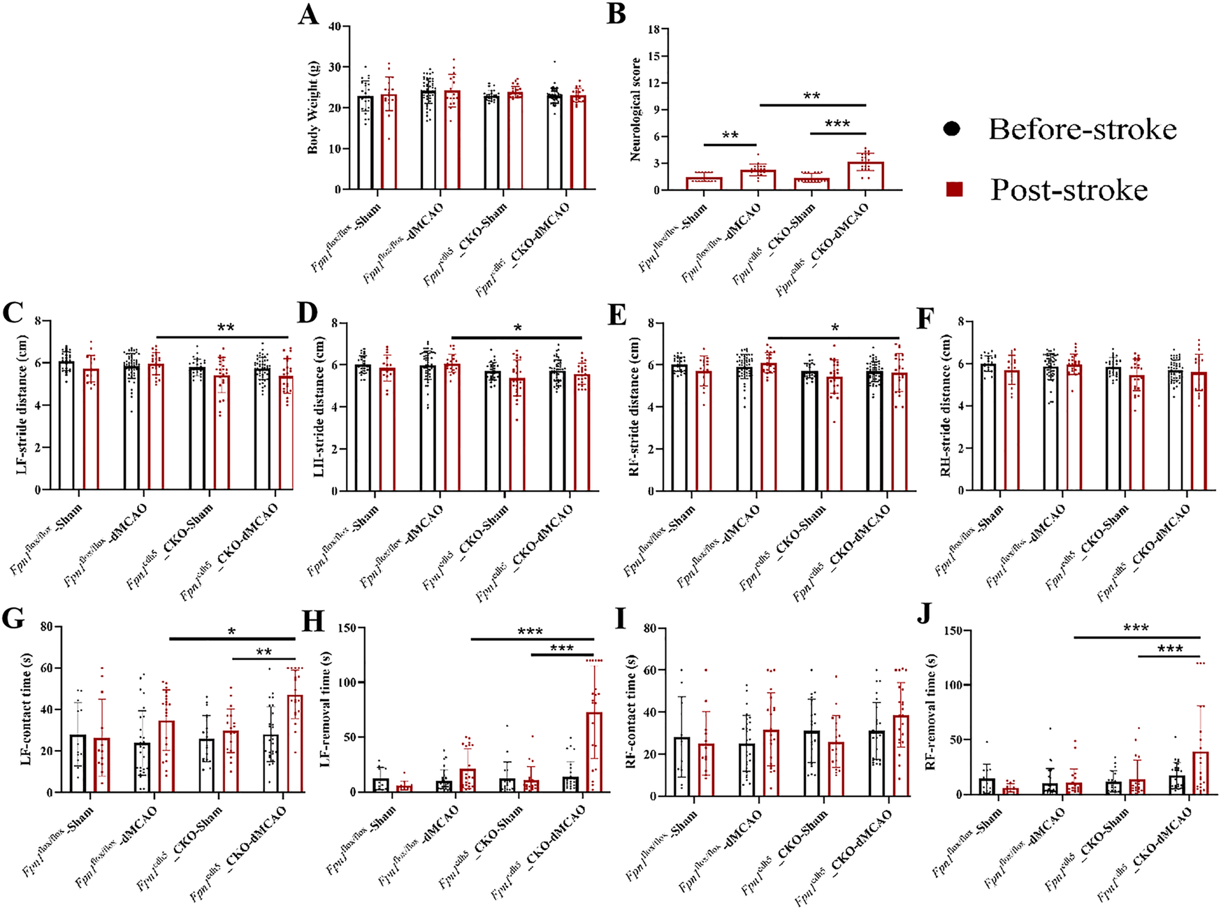 Fig. 6: Fpn1 knockout in ECs does not completely restore the neurological status of mice following ischemic stroke.