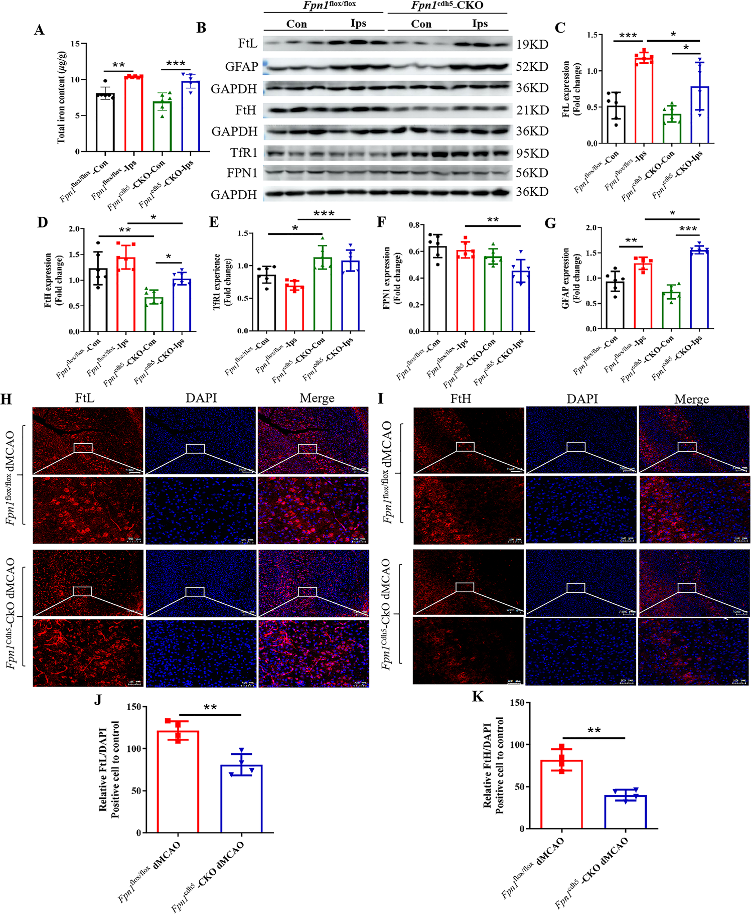 Fig. 7: Fpn1 knockout in ECs diminishes brain iron accumulation during the long-term recovery period following ischemic stroke.