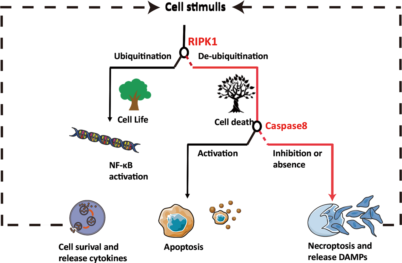 Fig. 1: Several switch events exist in necroptosis.