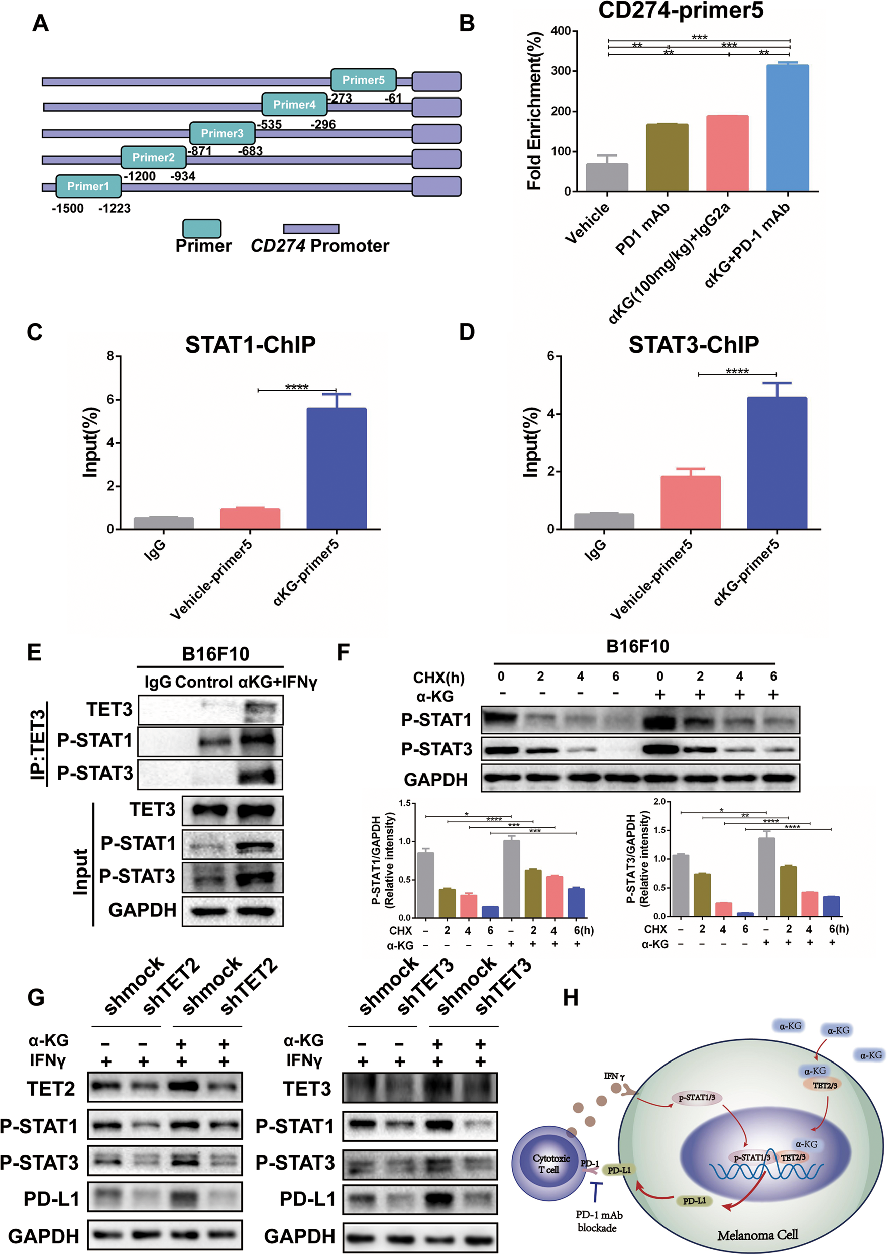 Fig. 6: Regulation of PD-L1 by the α-KG-TET2/3-p-STAT1/3 axis is required.
