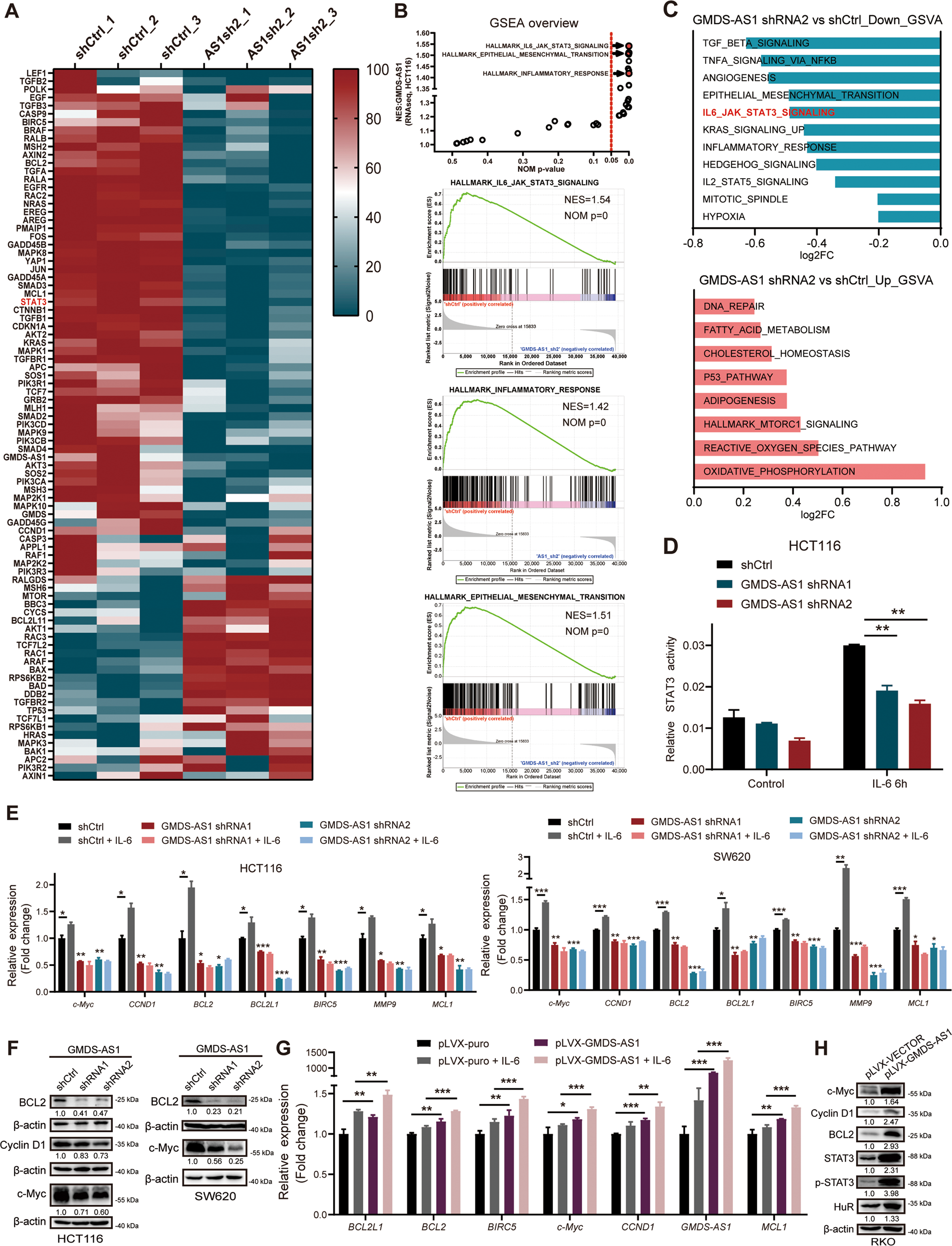 Fig. 3: GMDS-AS1 activates the Jak-STAT3 signaling pathway in CRC cells.