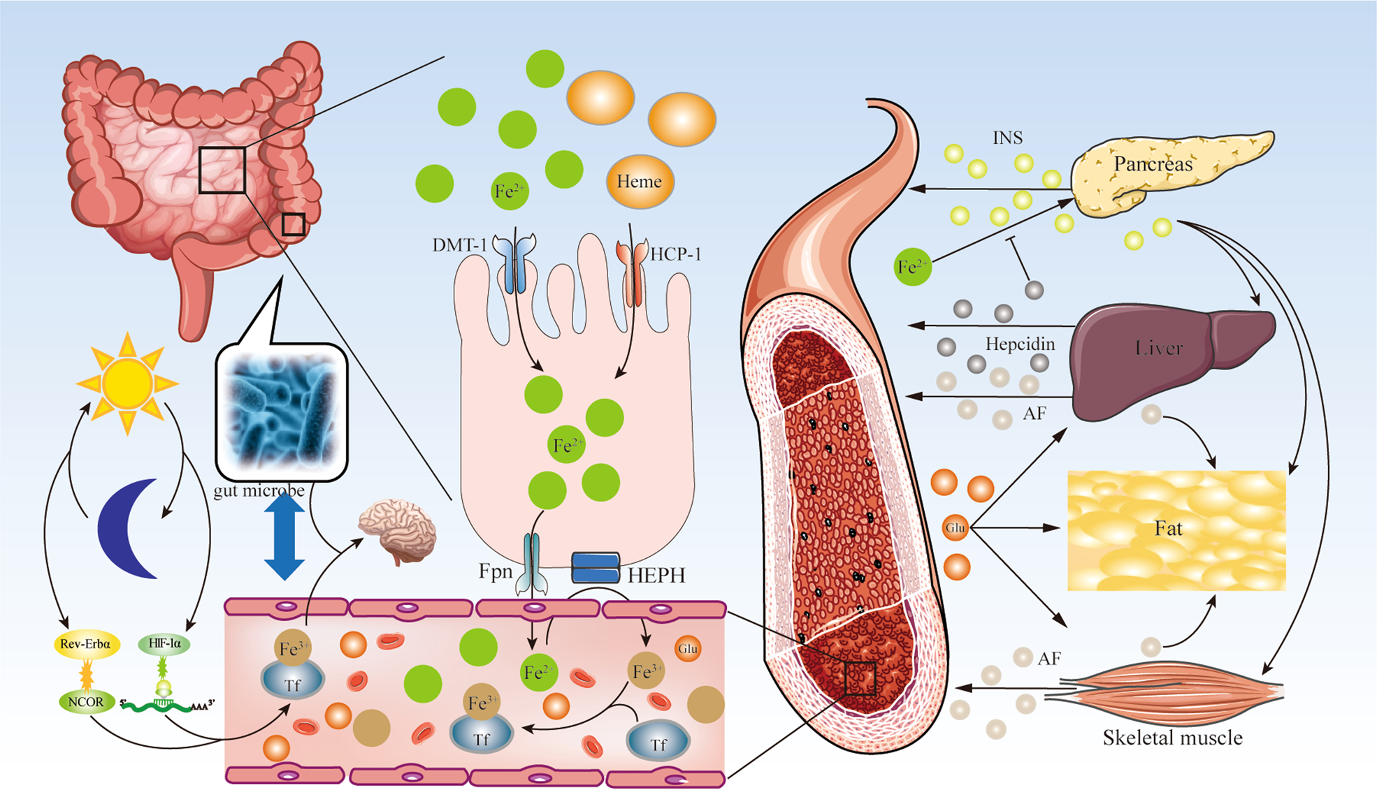 Iron recycling and distribution in the body. Body iron is