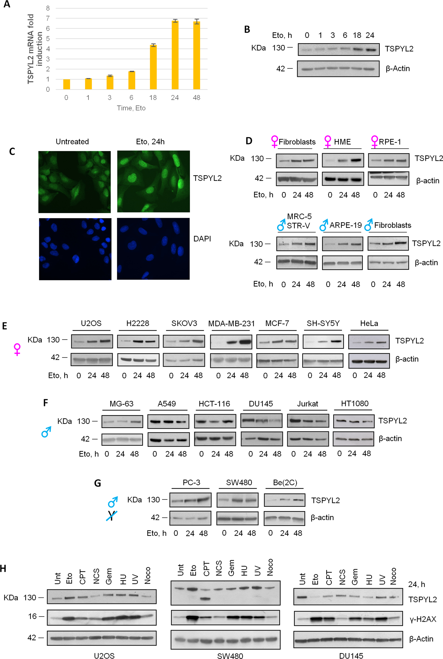 Sex specific regulation of TSPY-Like 2 in the DNA damage response of cancer  cells | Cell Death & Disease