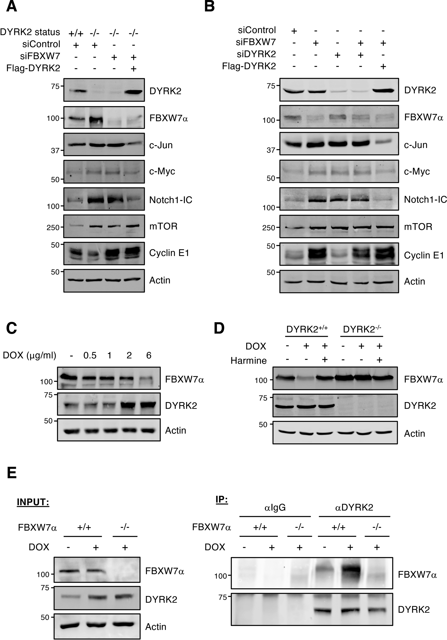 Fig. 6: DYRK2 modulates FBXW7 activity.