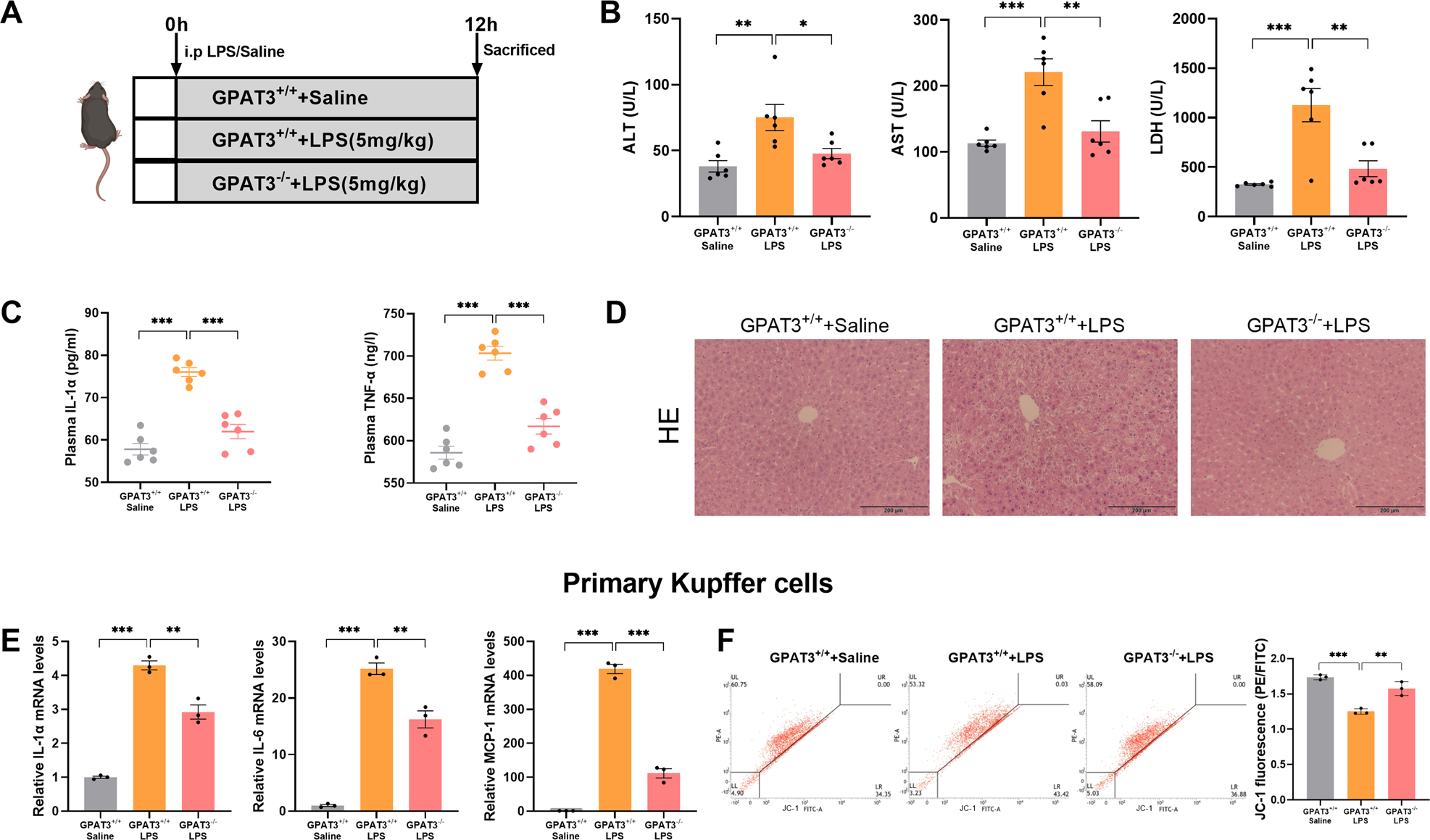 Fig. 4: GPAT3 deletion prevents LPS-induced hepatic injury and primary KCs inflammatory response.