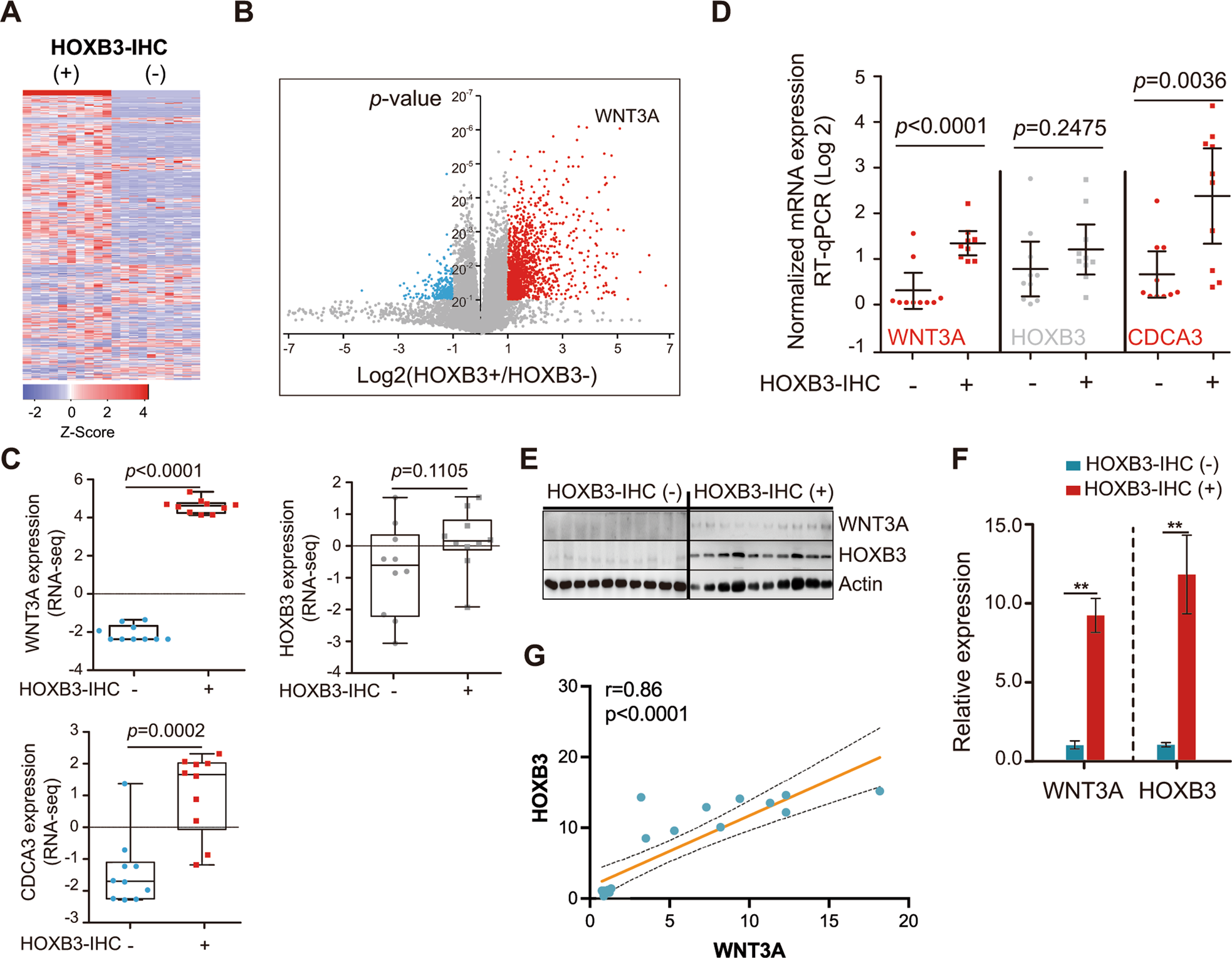 Fig. 3: HOXB3 protein, but not mRNA, correlates with WNT3A Expression in PCA.