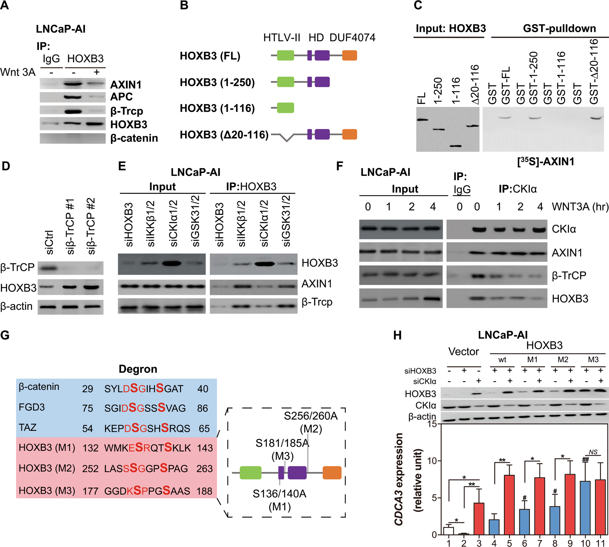 Fig. 5: HOXB3 can be degraded by β-TrCP in destruction complex depend on the kinase activity of CKIα, see also Fig. S3.