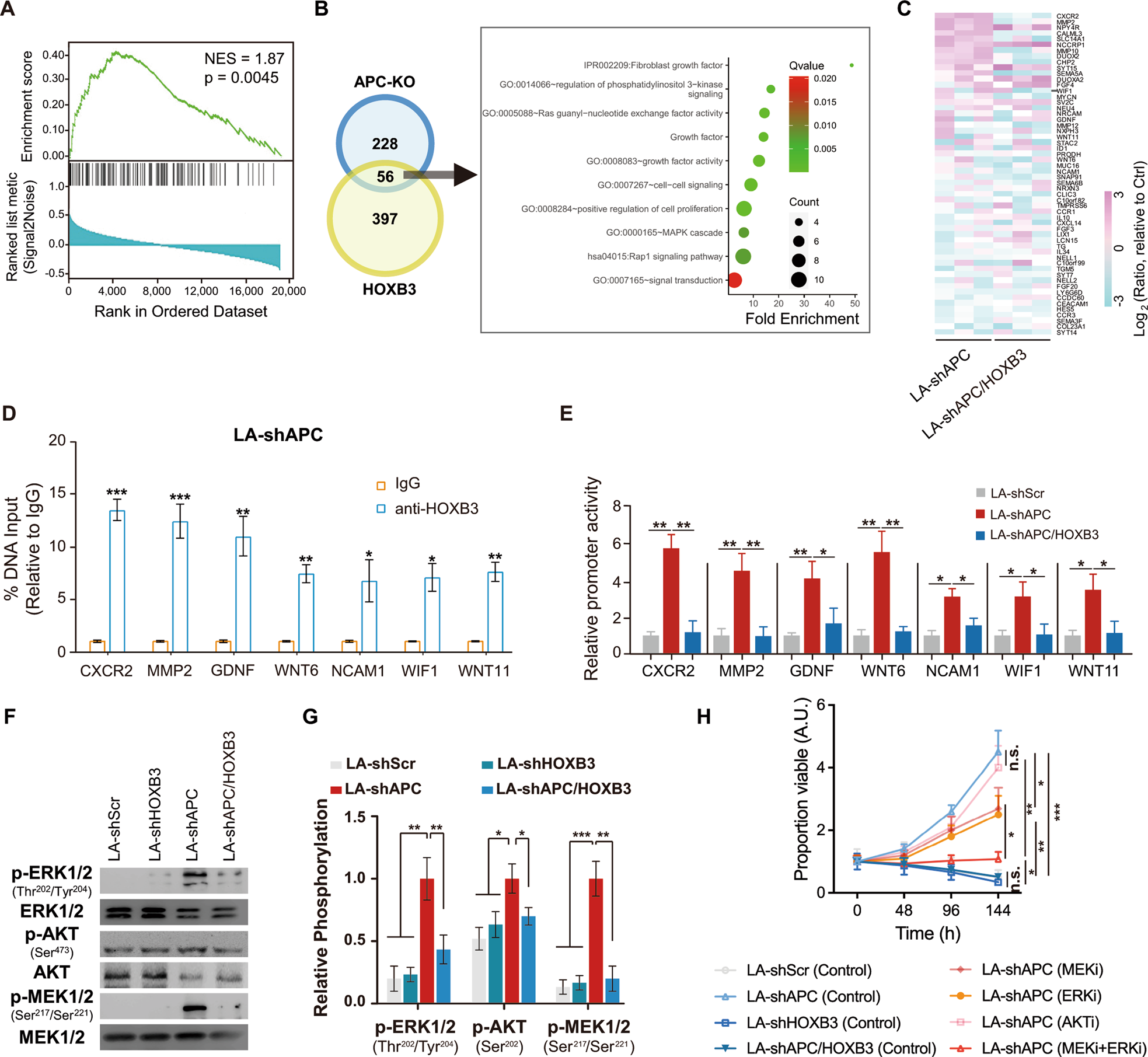 Fig. 6: HOXB3 transcriptionally drives multiple WNT-regulated genes and is required for abiraterone resistance in APC-deficient CRPC cells, see also Fig. S4.