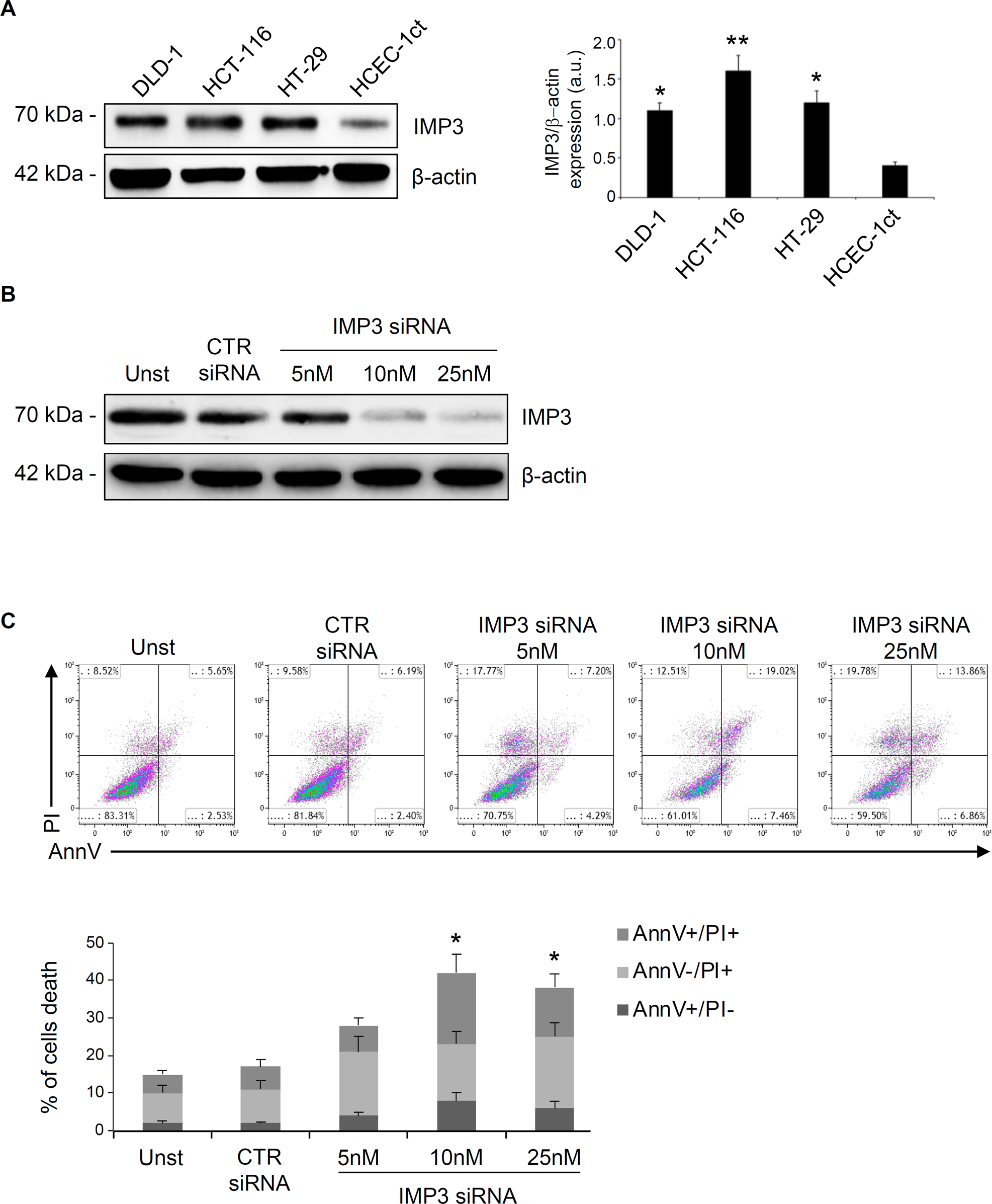 Fig. 2: Knockdown of IMP3 triggers cell death in CRC cell lines.