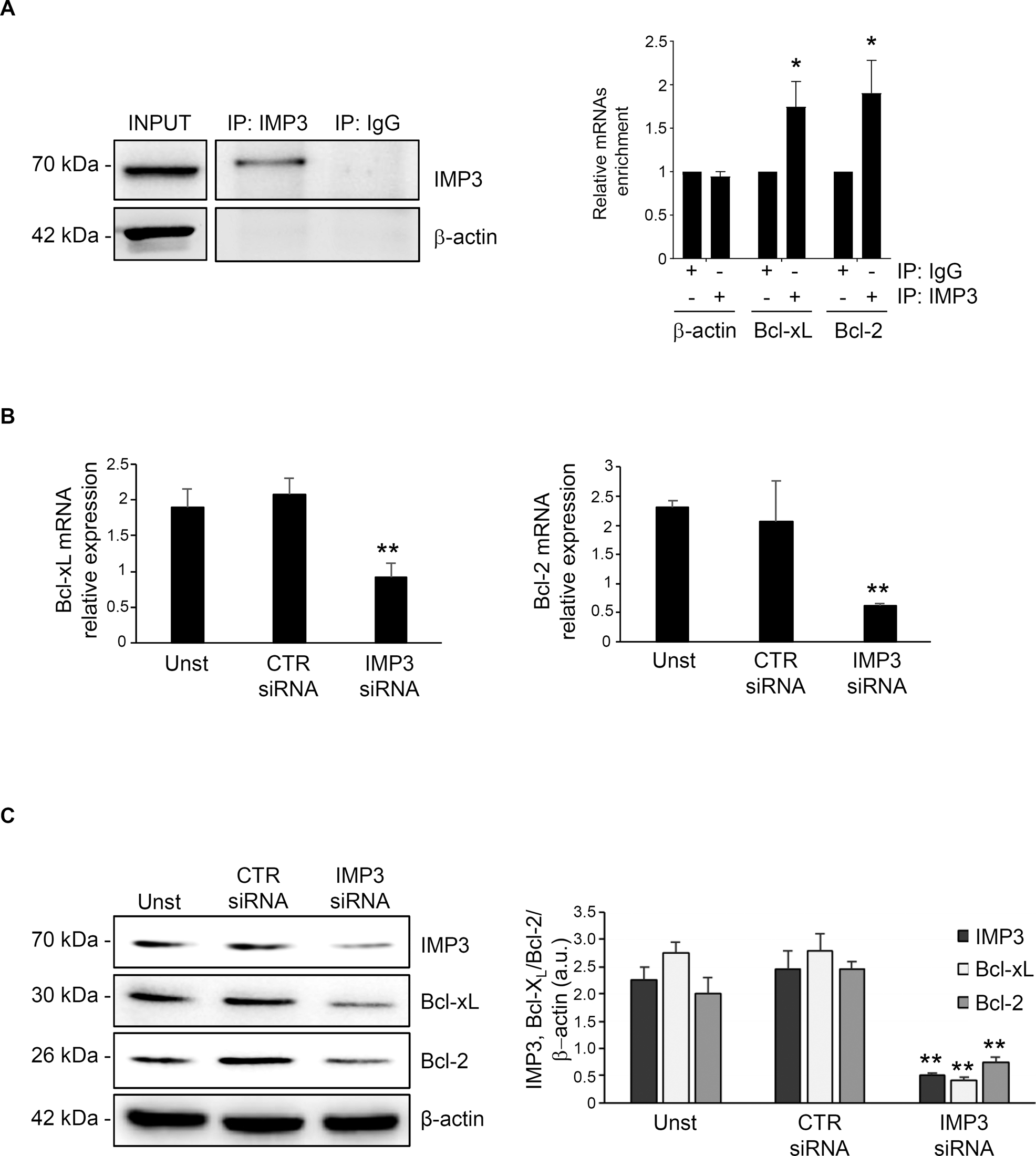 Fig. 5: Bcl-2 and Bcl-xL mRNA are part of the IMP3 complex.