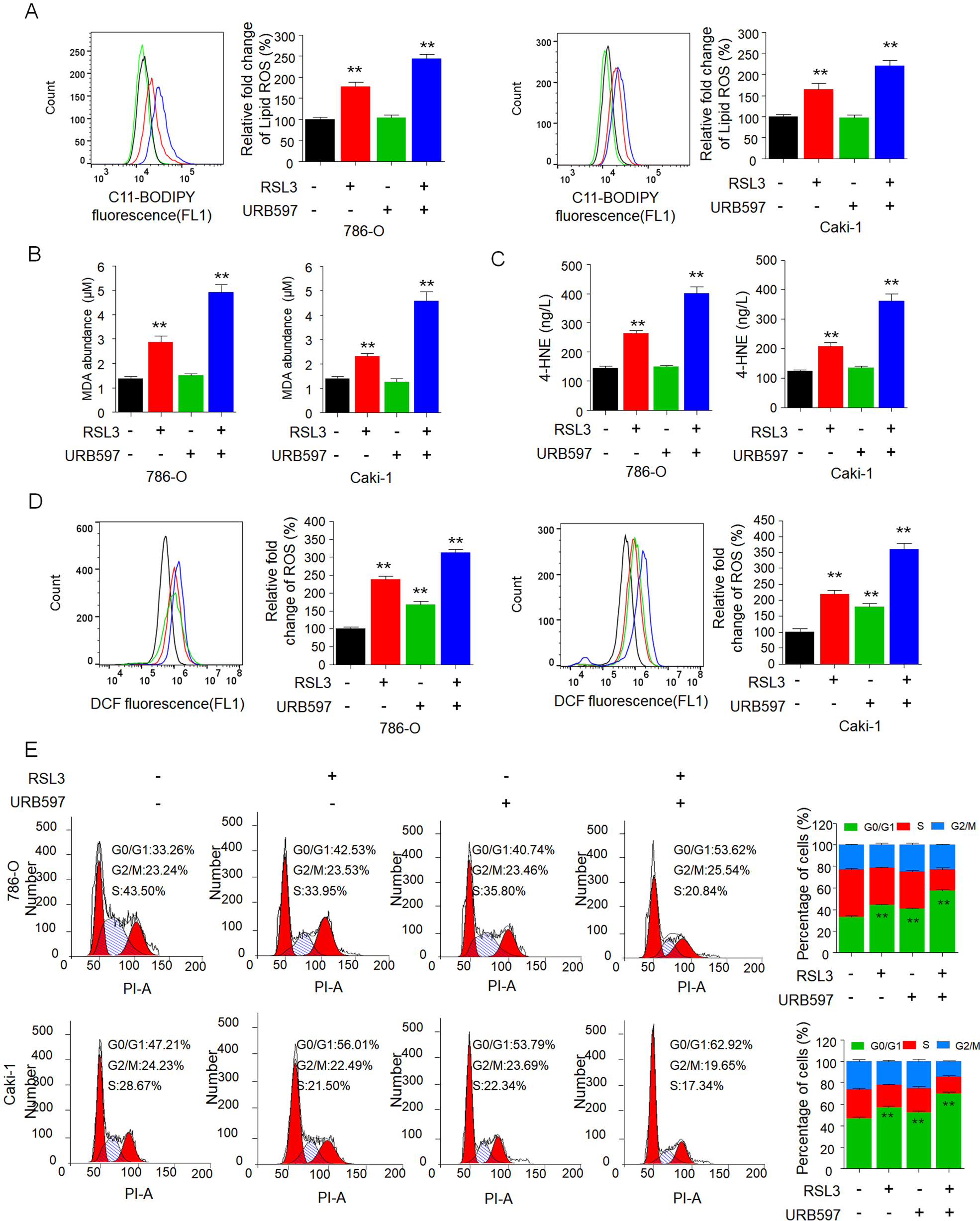 Fig. 3: URB597 combined with RSL3 significantly inhibits the growth of RCC cells by inducing ferroptosis and cell cycle arrest.