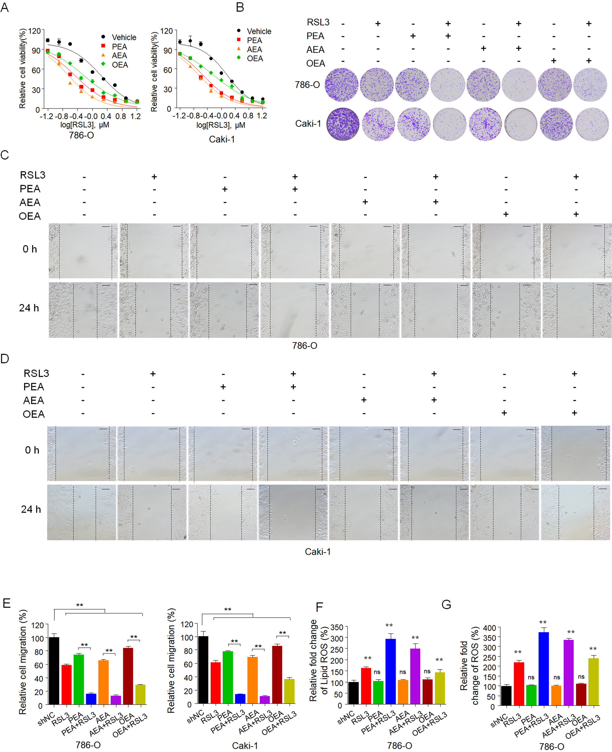 Fig. 4: FAAH substrates increase the sensitivity of RCC to ferroptosis inducers.