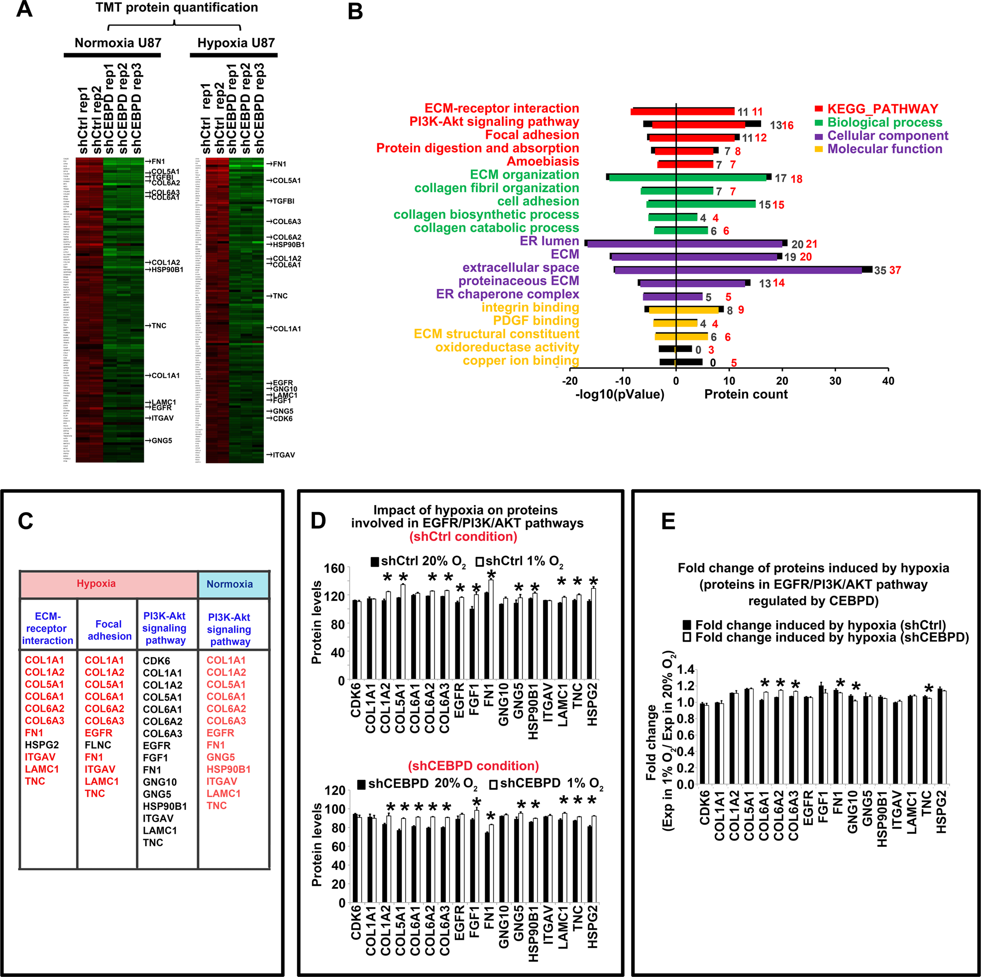 Fig. 5: CEBPD-regulated proteins in both normoxia and hypoxia conditions.