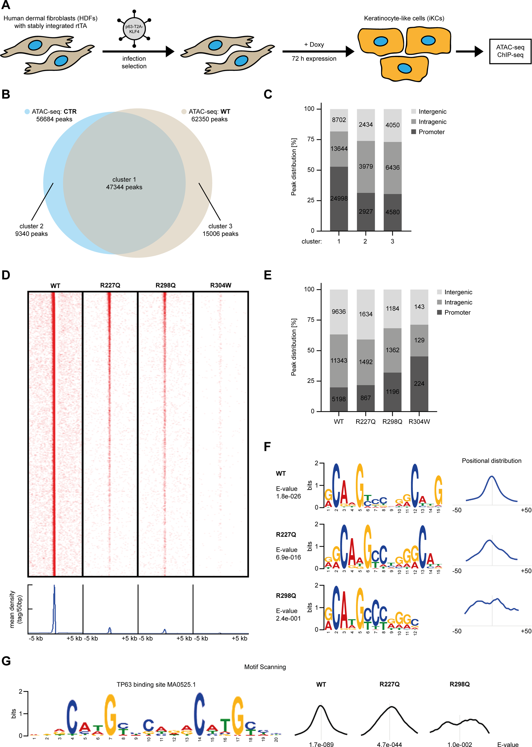 Fig. 6: p63 R227Q and R298Q bind to incomplete consensus sequences.