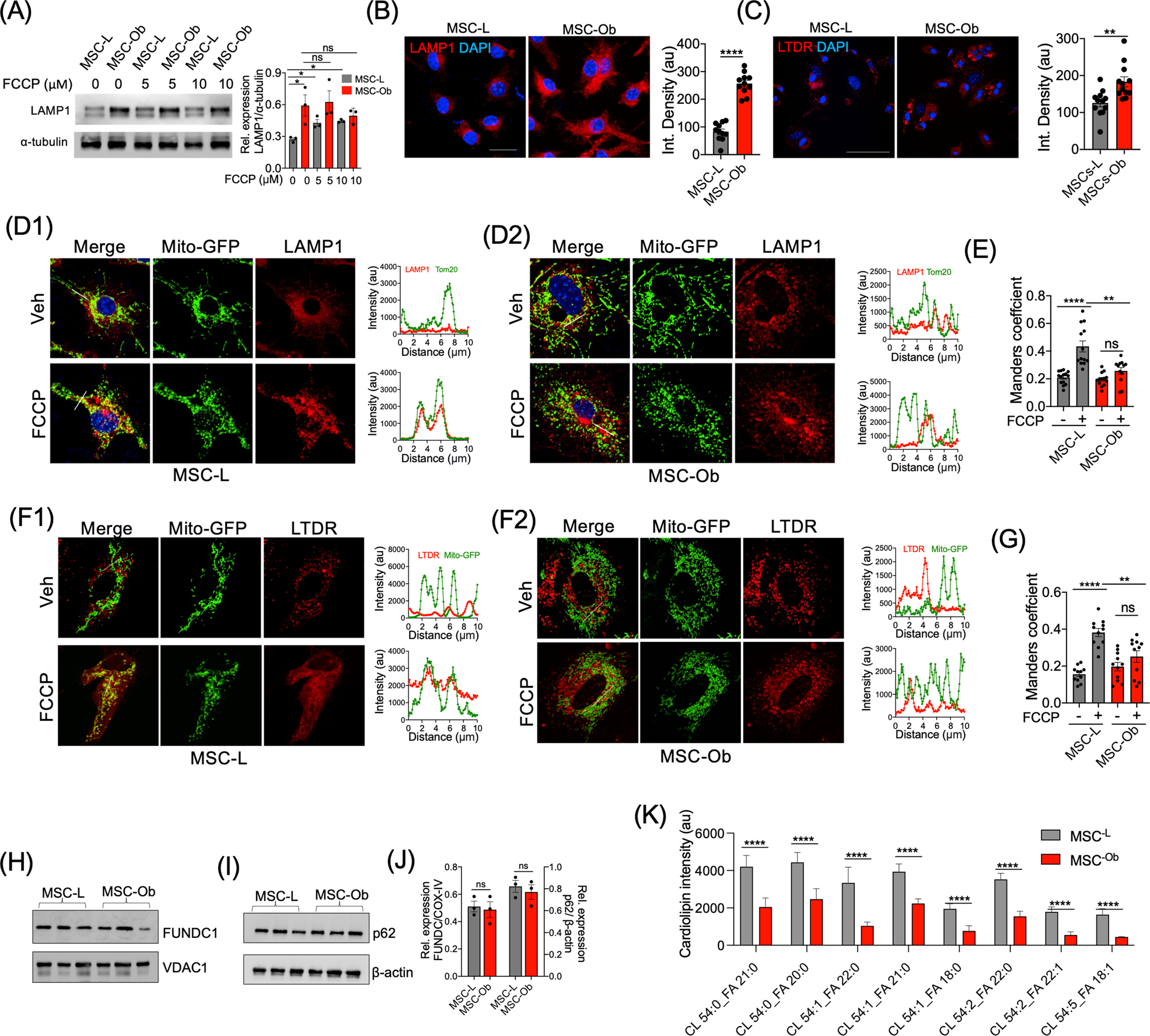 Fig. 3: Mitochondrial sequestration into autophagosomes is inhibited by reduced cardiolipin content rather changes in lysosomal function.