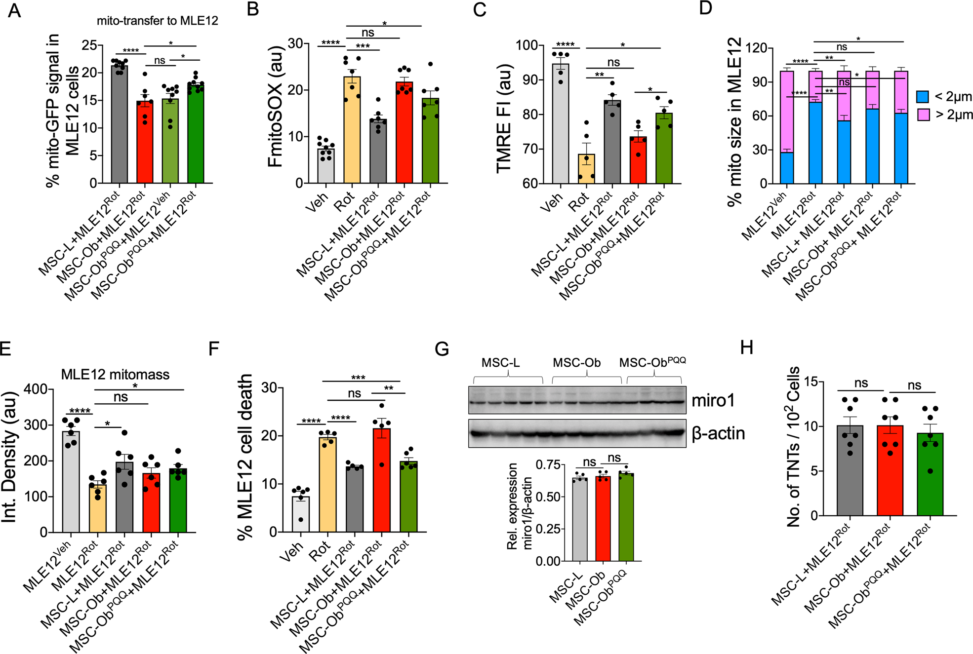 Fig. 5: Intercellular mitochondrial transport and therapeutic potential of MSC-Ob are restored upon culturing in PQQ.