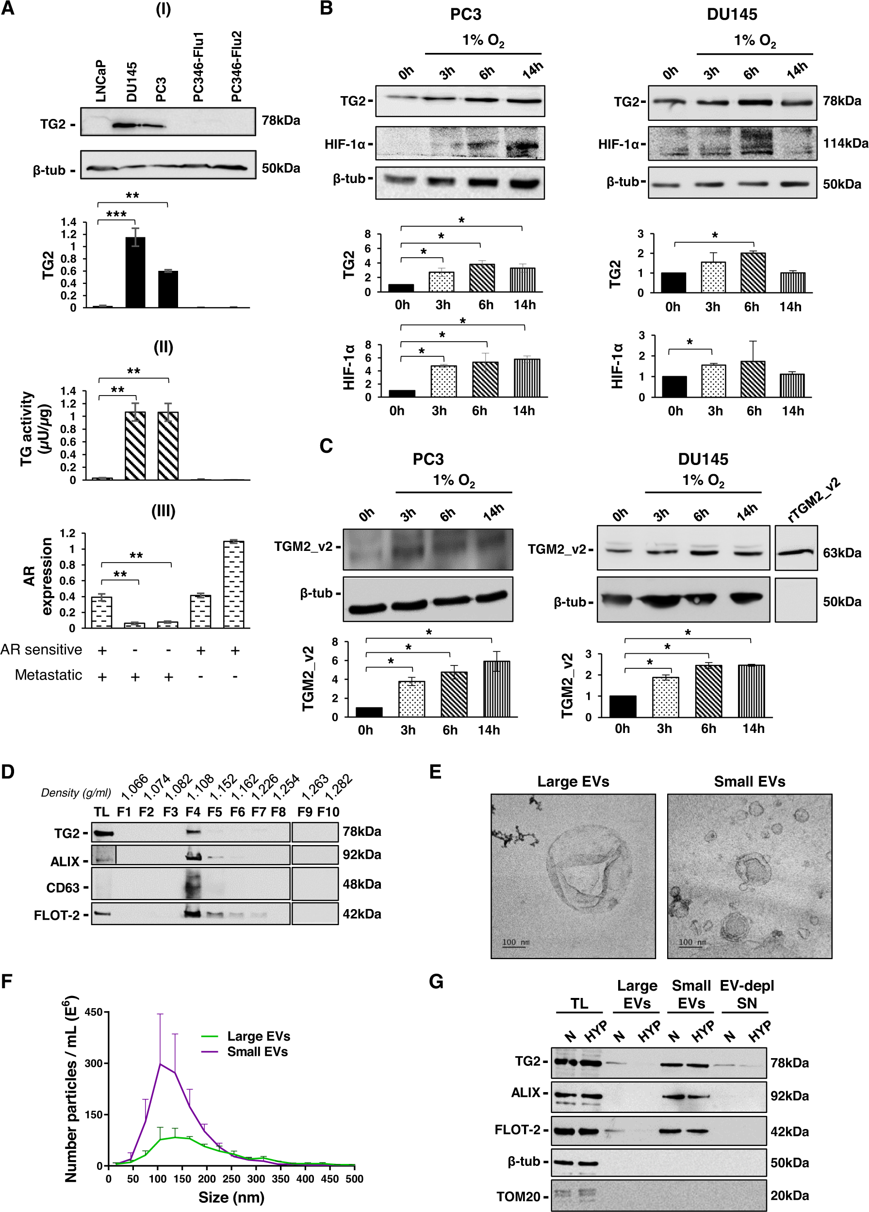 Fig. 1: Characterisation of TG2 in AR-insensitive PCa cell lines and EVs under hypoxic conditions.