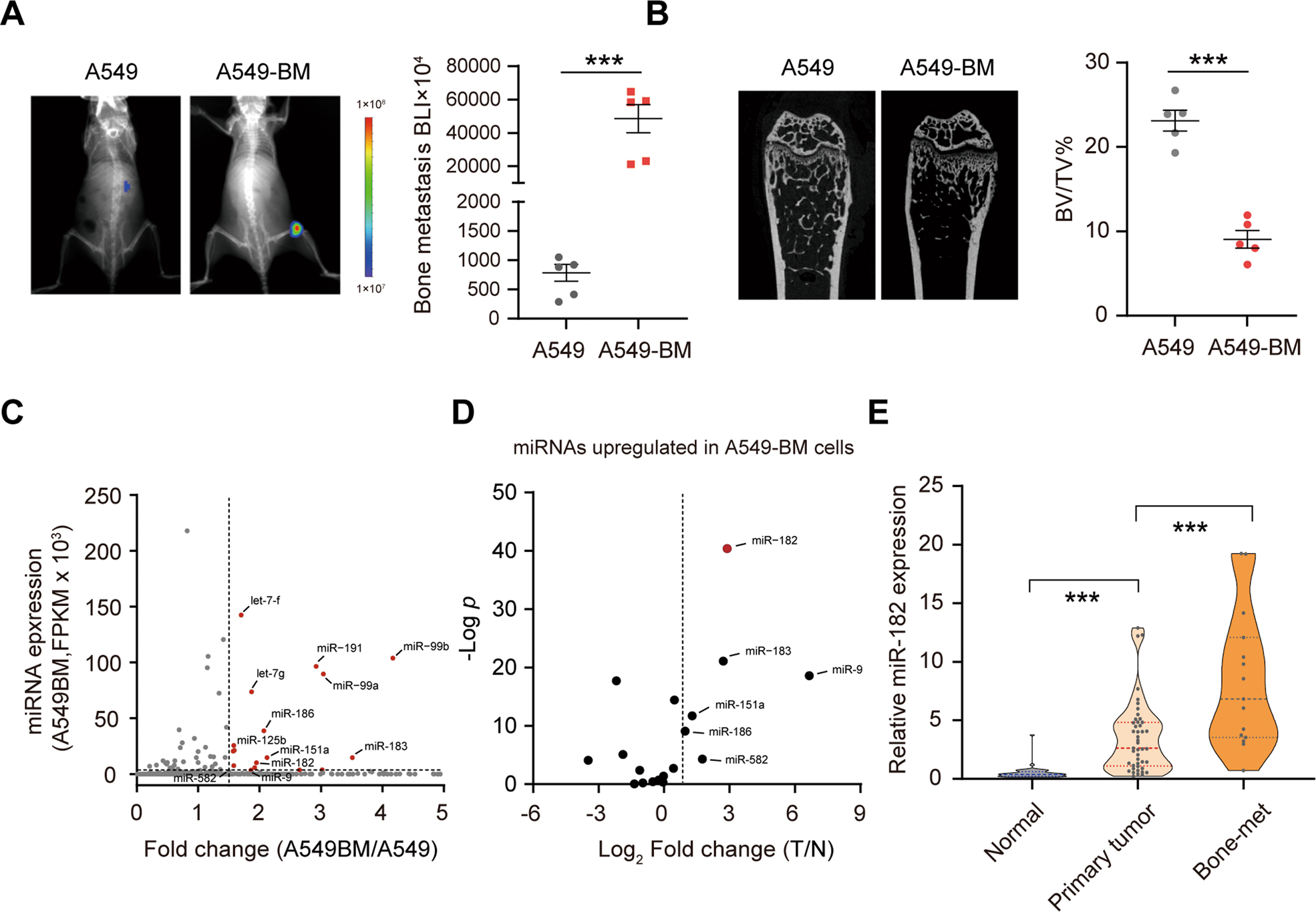 A novel microRNA-182/Interleukin-8 regulatory axis controls osteolytic bone  metastasis of lung cancer | Cell Death & Disease