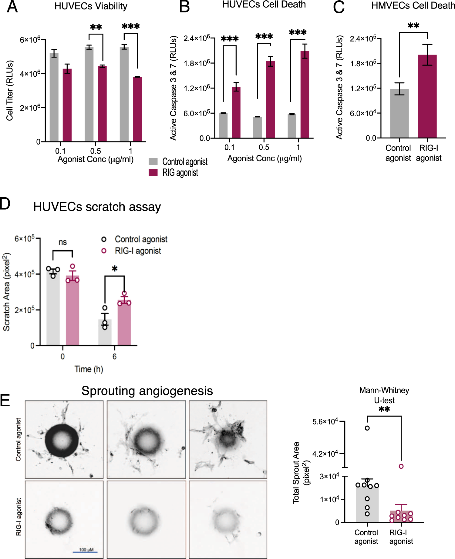 Thymidine phosphorylase facilitates retinoic acid inducible gene-I induced  endothelial dysfunction | Cell Death & Disease