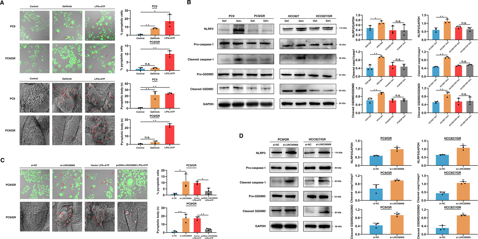 Fig. 3: LINC00969 regulates gefitinib resistance by inhibiting the NLRP3-induced classical pyroptosis pathway.