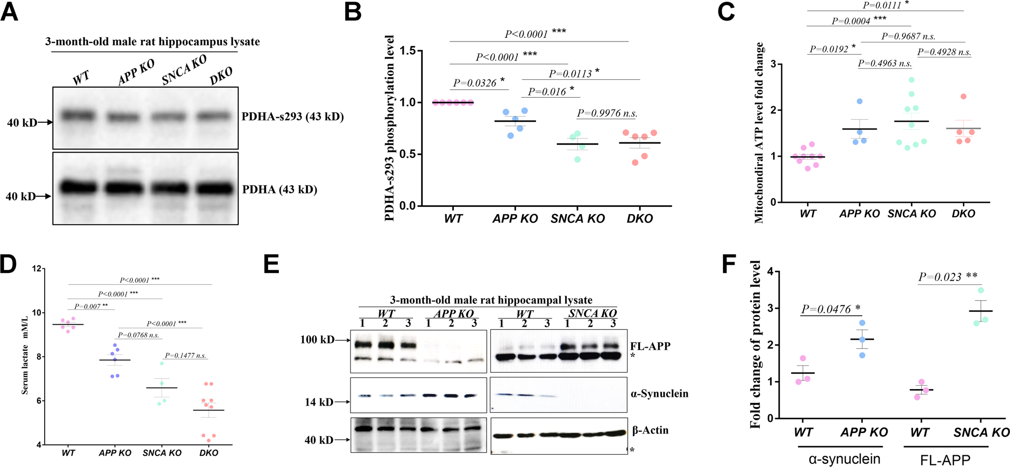 Fig. 4: MAM-located APP and α-synuclein maintain ER-mitochondrial calcium homeostasis.