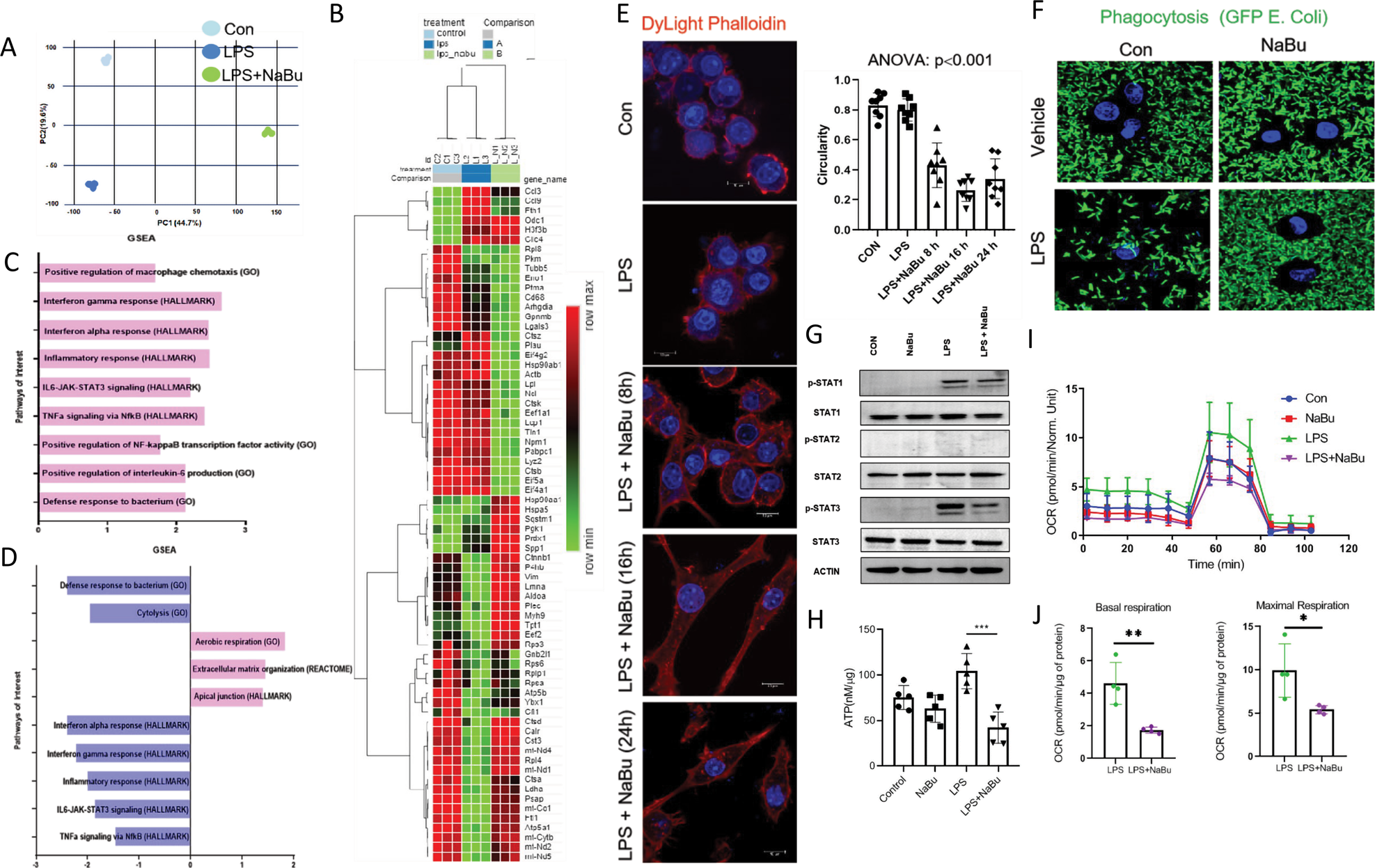 Fig. 4: NaBu rewires transcriptional landscape and skews macrophages toward prohealing phenotype.