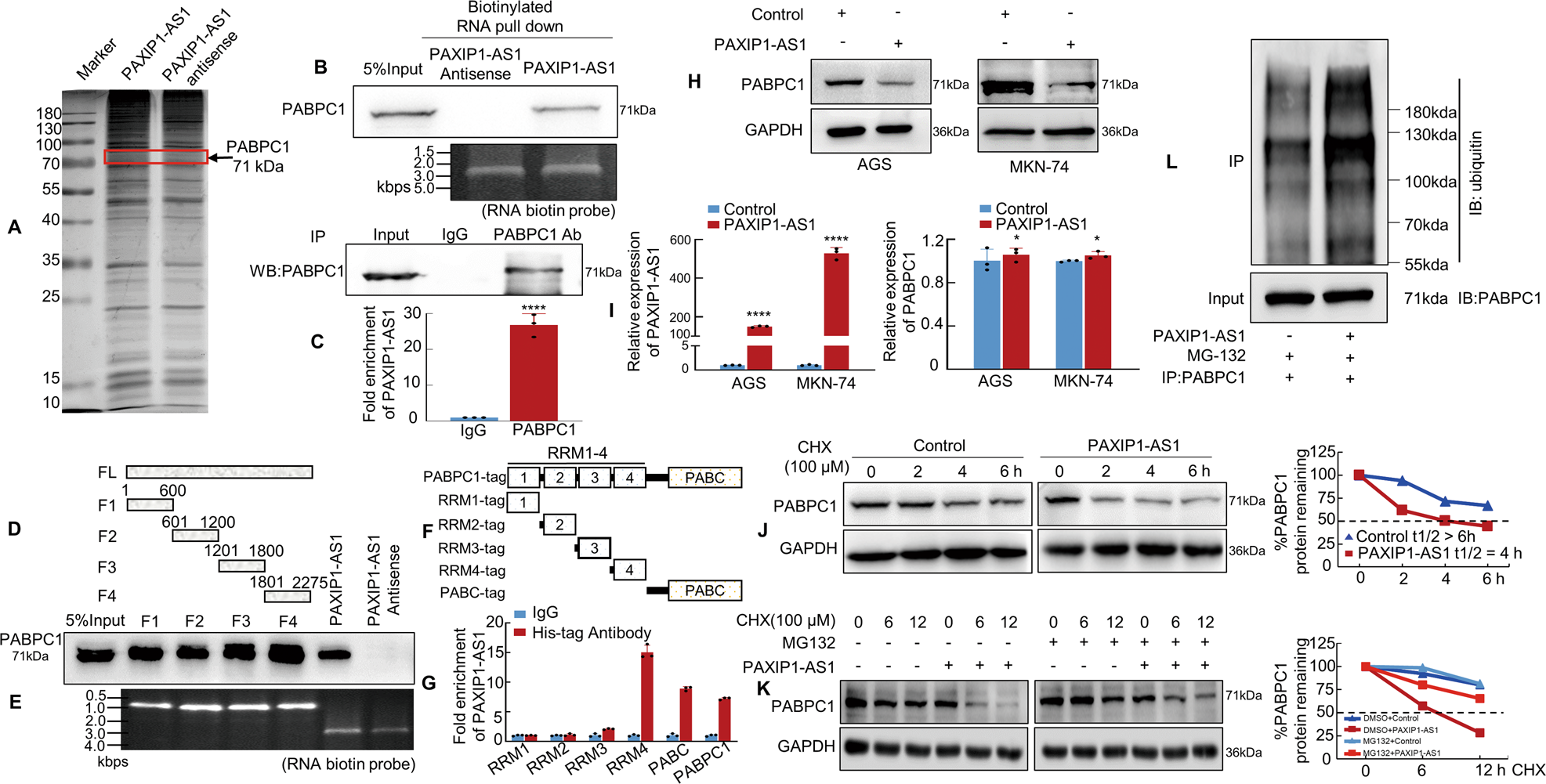 Fig. 5: PAXIP1-AS1 binds to Polyadenylate-binding protein cytoplasmic 1 (PABPC1) in human GC cells.
