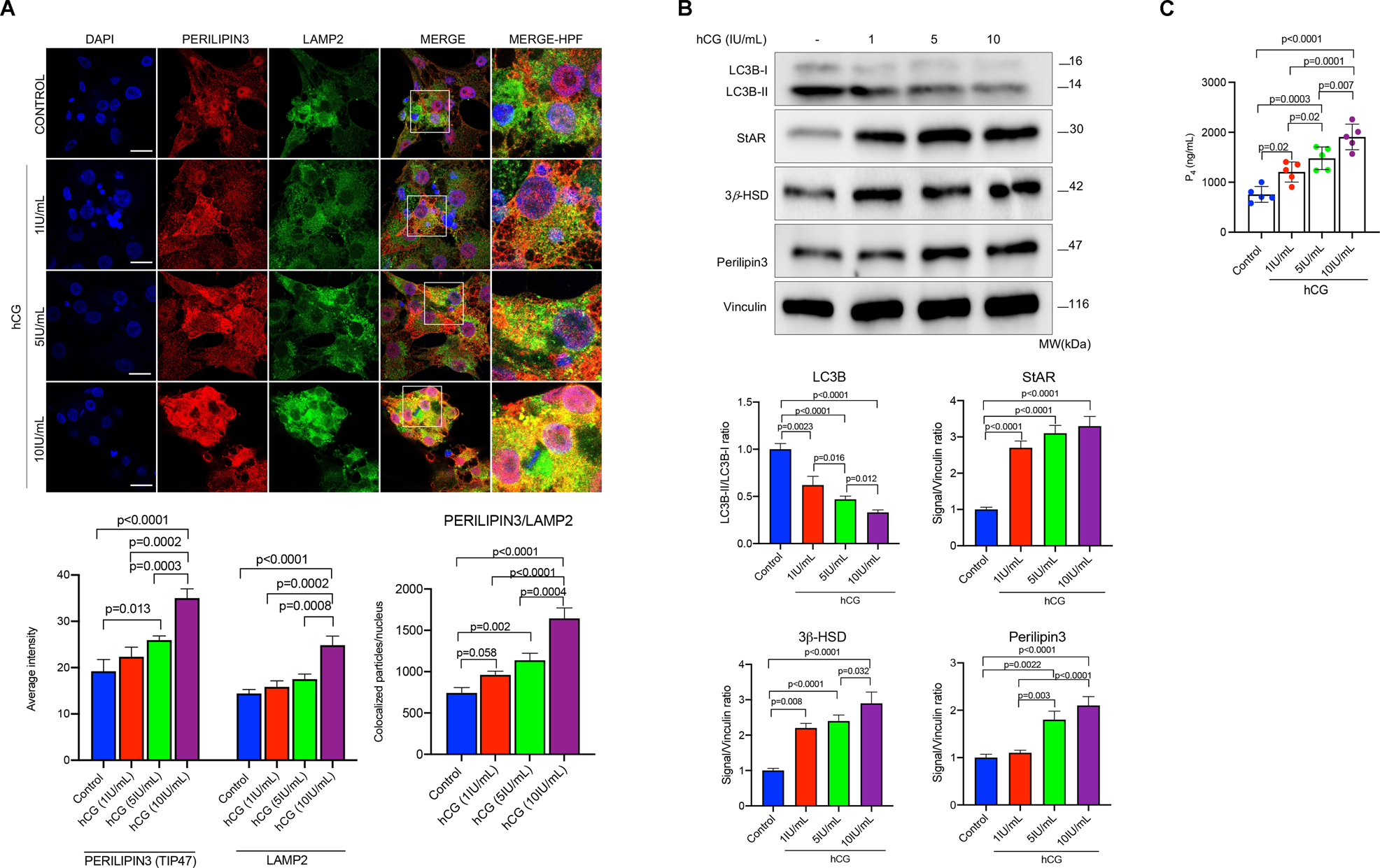 Fig. 4: hCG promotes the association of lipid droplets with lysosomes.