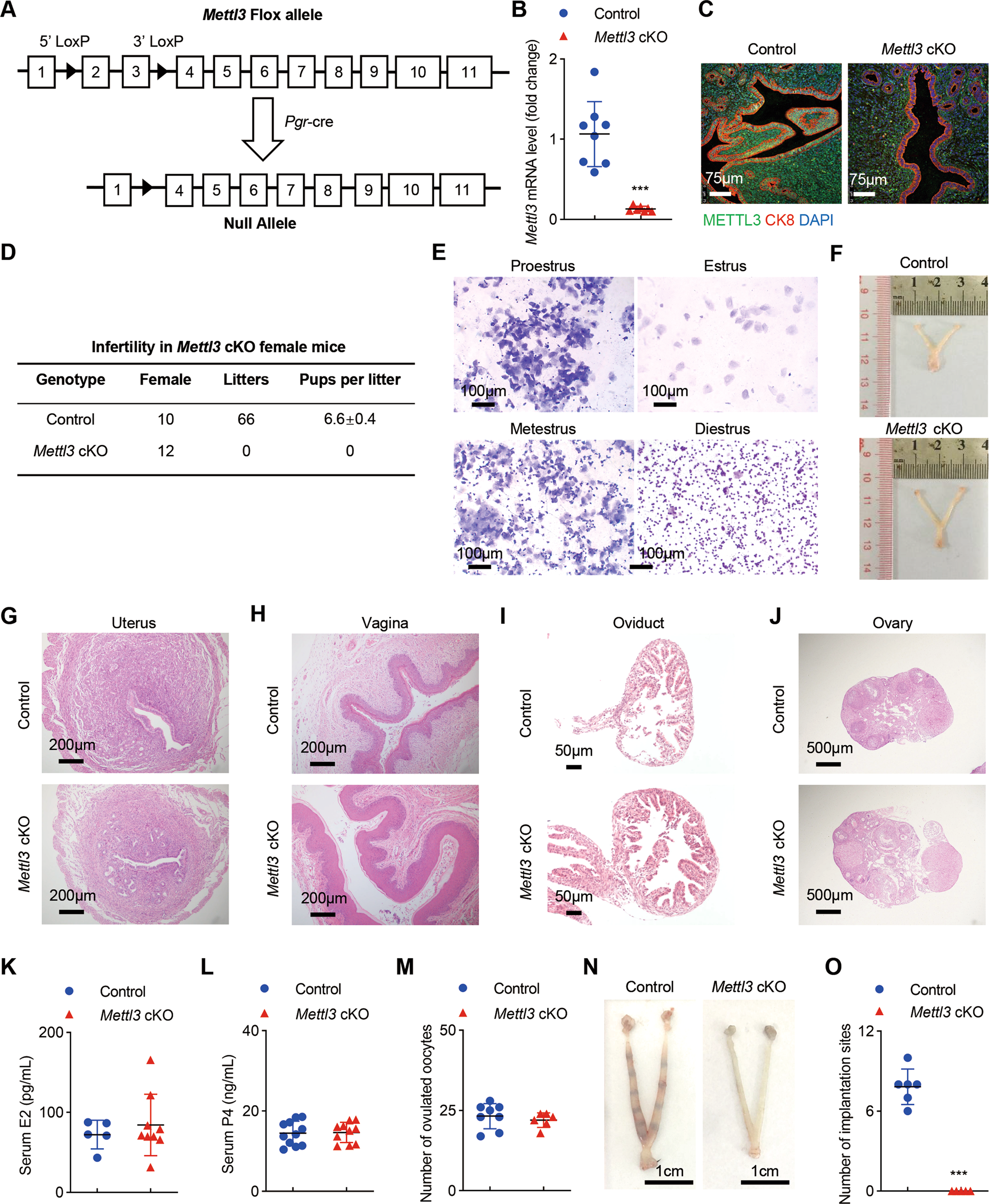 Fig. 2: Uterine Mettl3 deficiency induces complete implantation failure resulting in female infertility but displaying normal ovarian function.