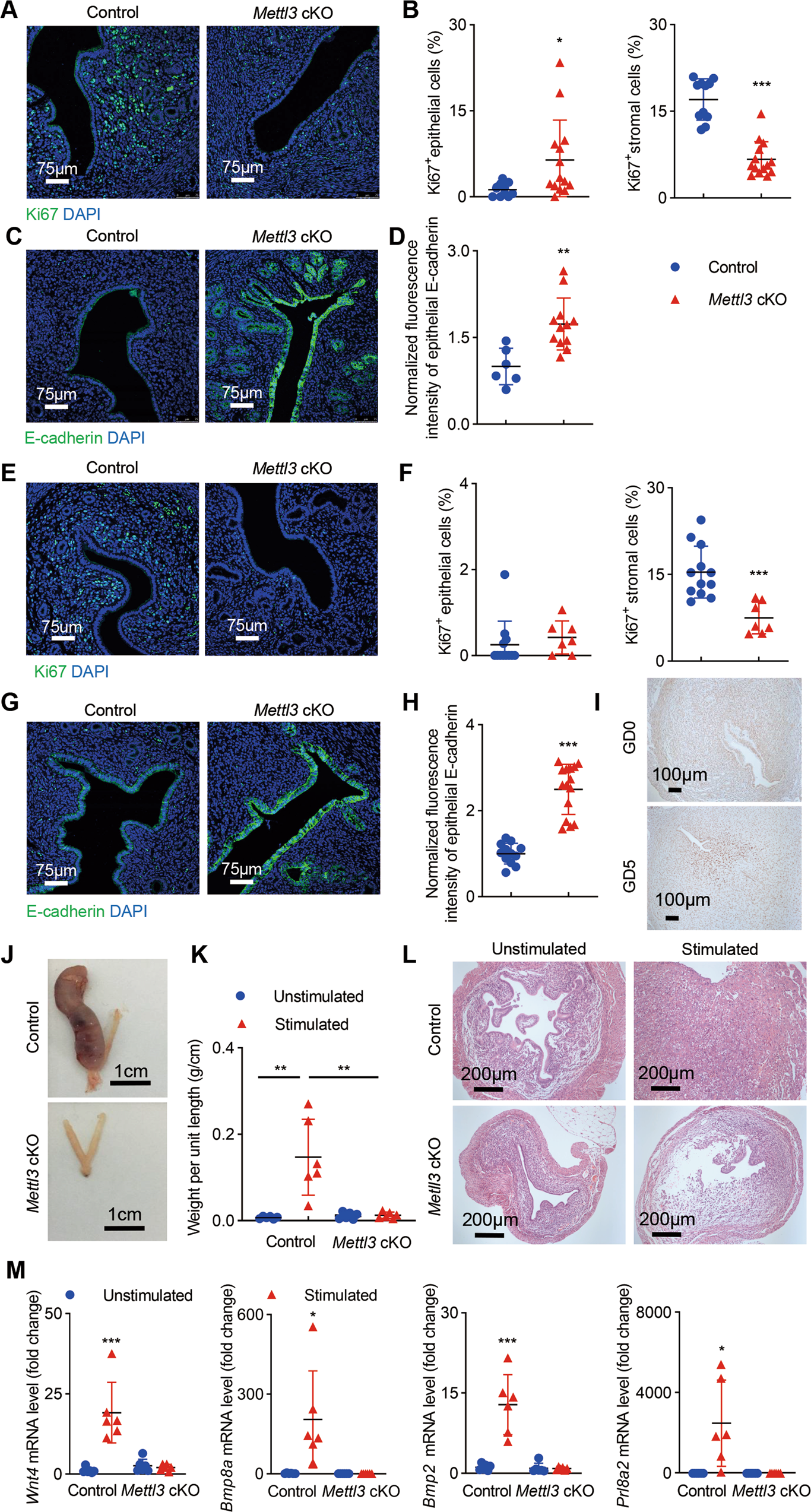 Fig. 3: Ablation of Mettl3 causes infertility due to compromised uterine receptivity and decidualization.
