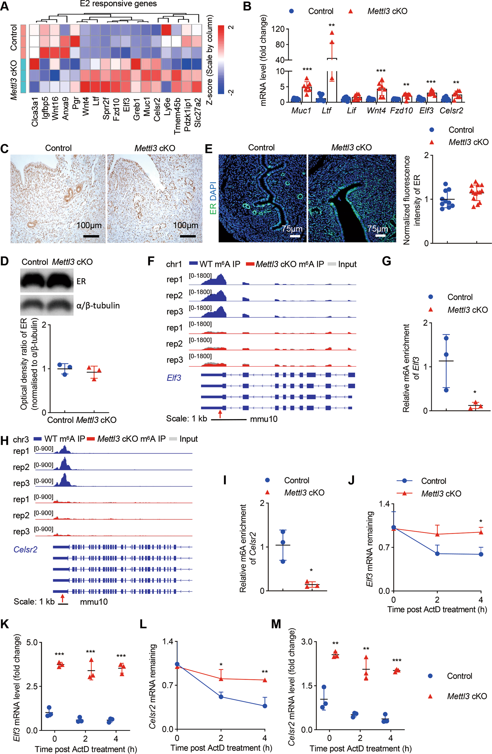Fig. 5: Loss of Mettl3 leads to overactivation of estrogen signaling.