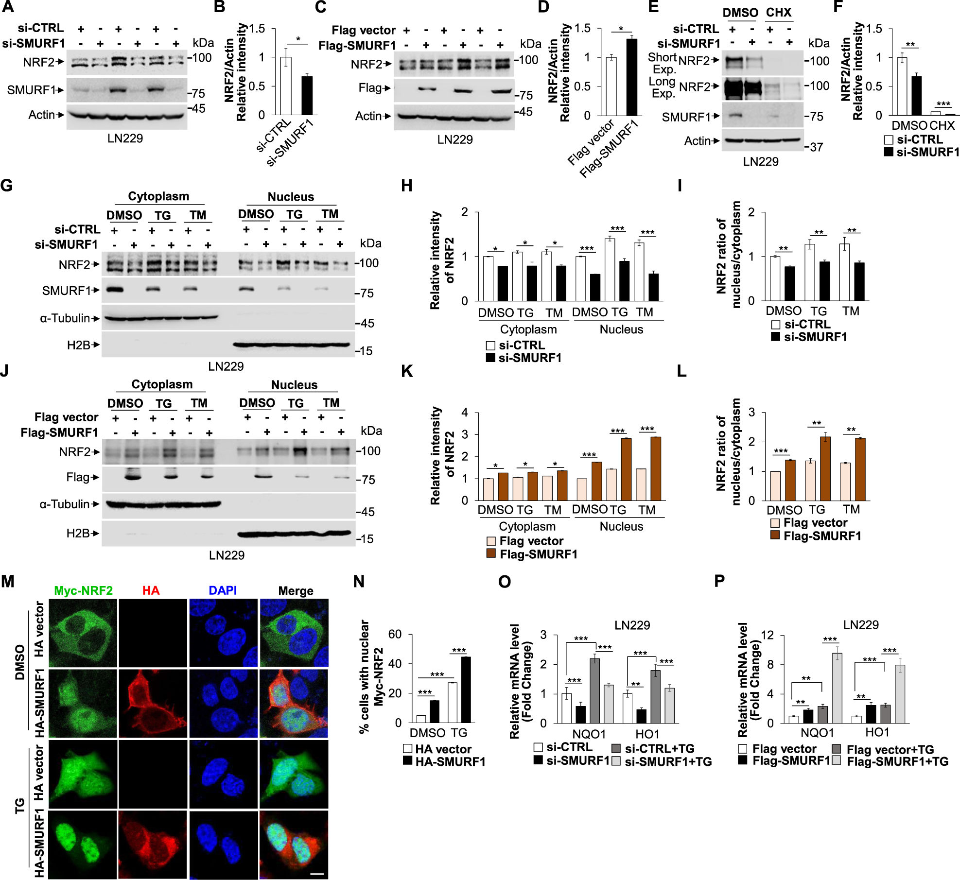 Fig. 4: SMURF1 activates NRF2 signaling pathway by promoting its nuclear import.