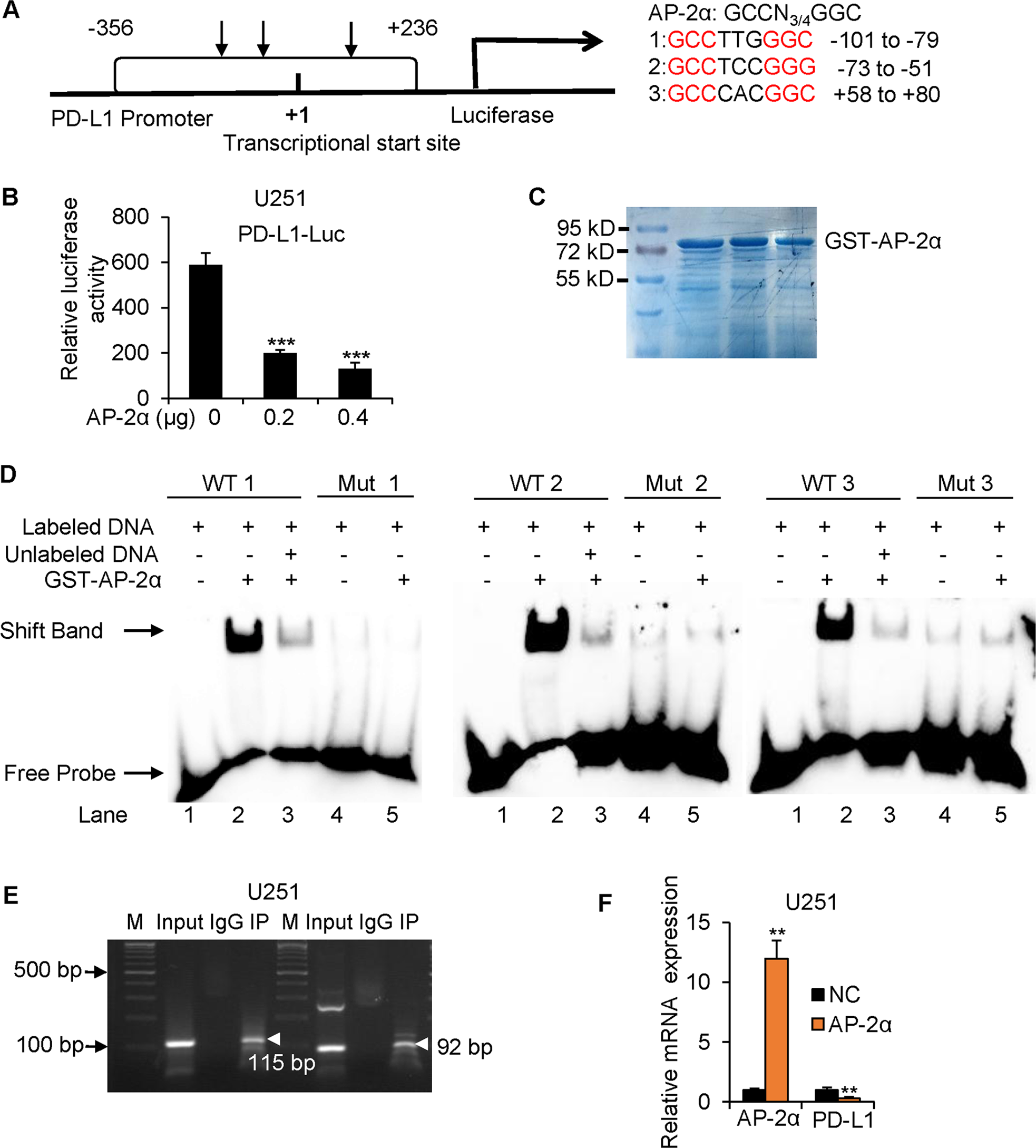 Fig. 2: AP-2α binds directly to the promoter of the CD274 gene.