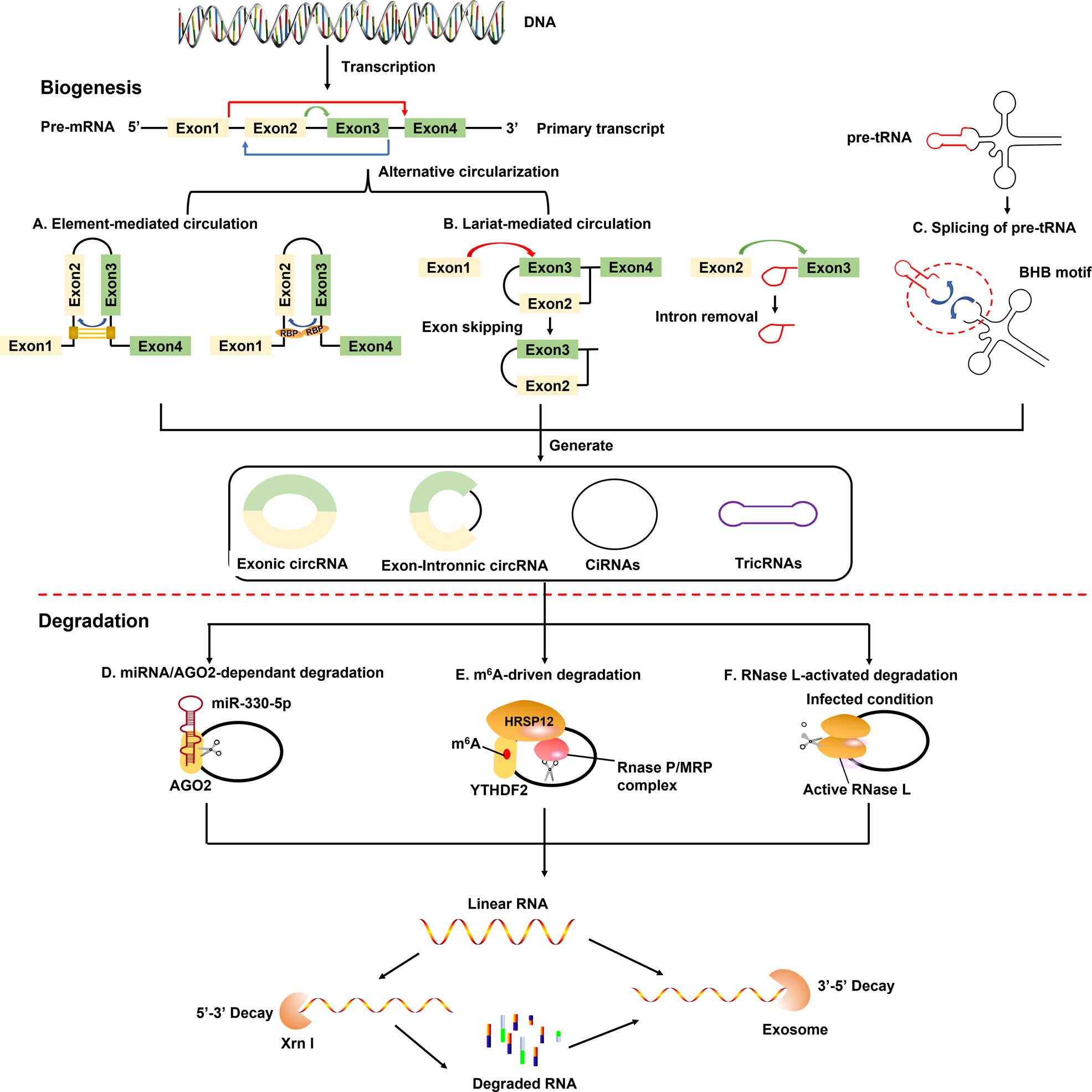 Fig. 1: Biosynthesis and metabolism of circRNA.