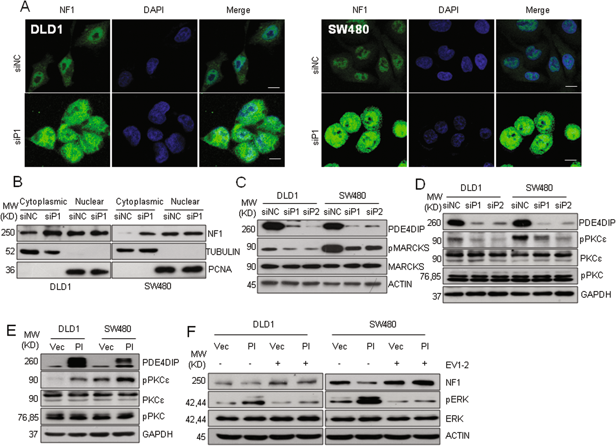 Fig. 5: PDE4DIP promotes NF1 degradation through activation of PKCε.