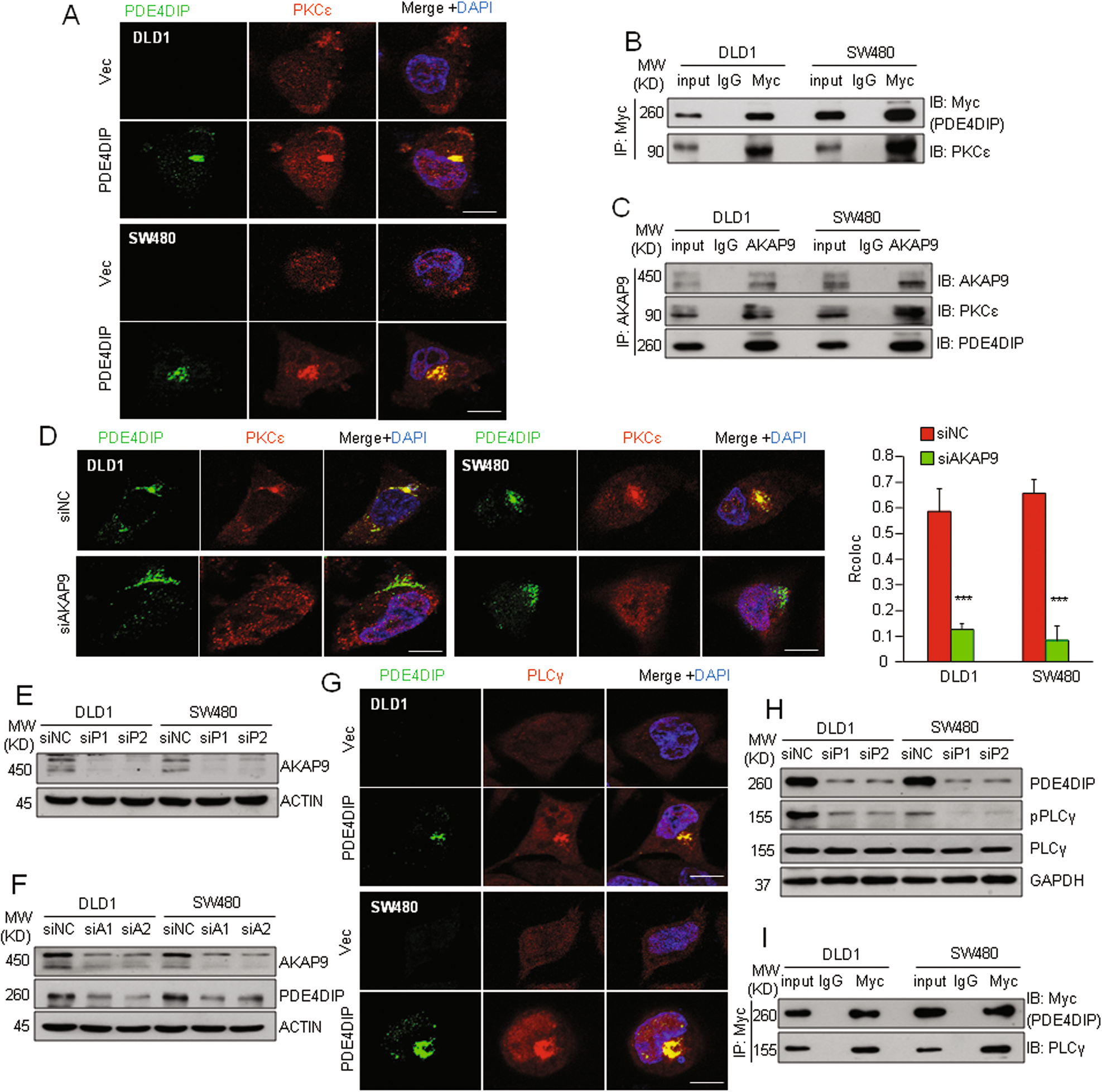 Fig. 6: PDE4DIP promotes the recruitment of PLCγ/PKCε to the Golgi apparatus.