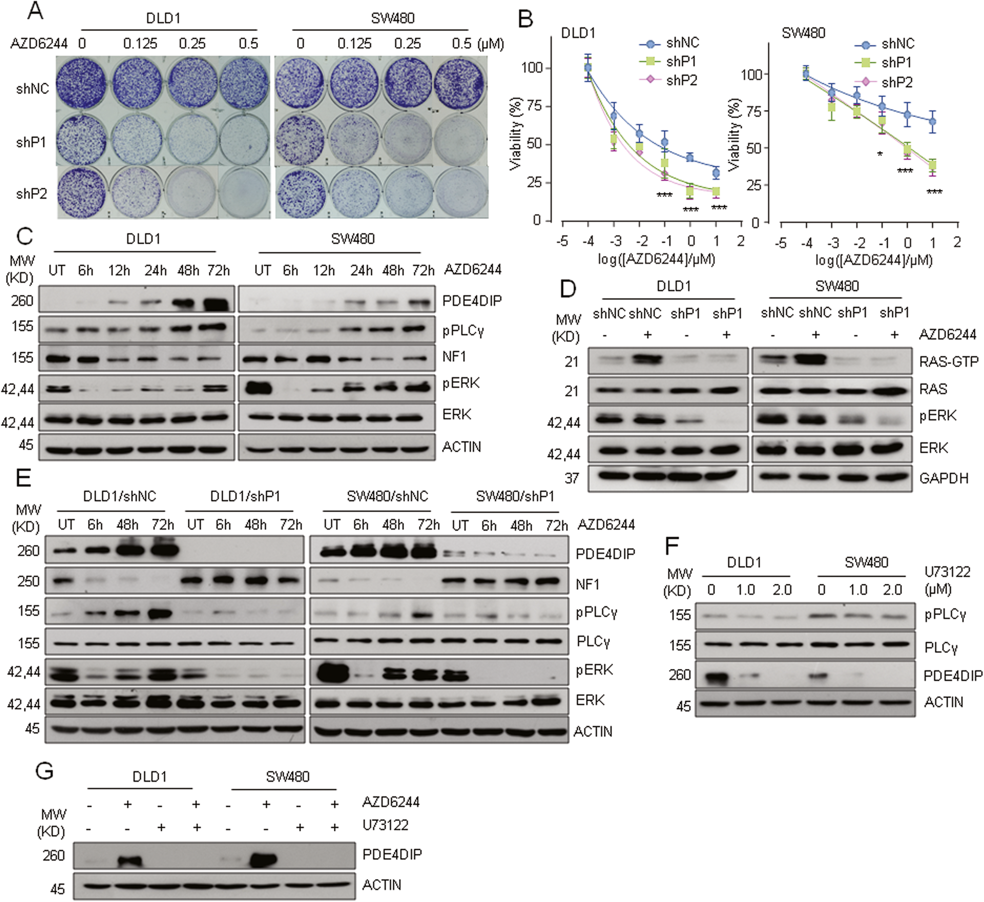 Fig. 7: Knockdown of PDE4DIP abrogates adaptive MEKi resistance in CRC cells.
