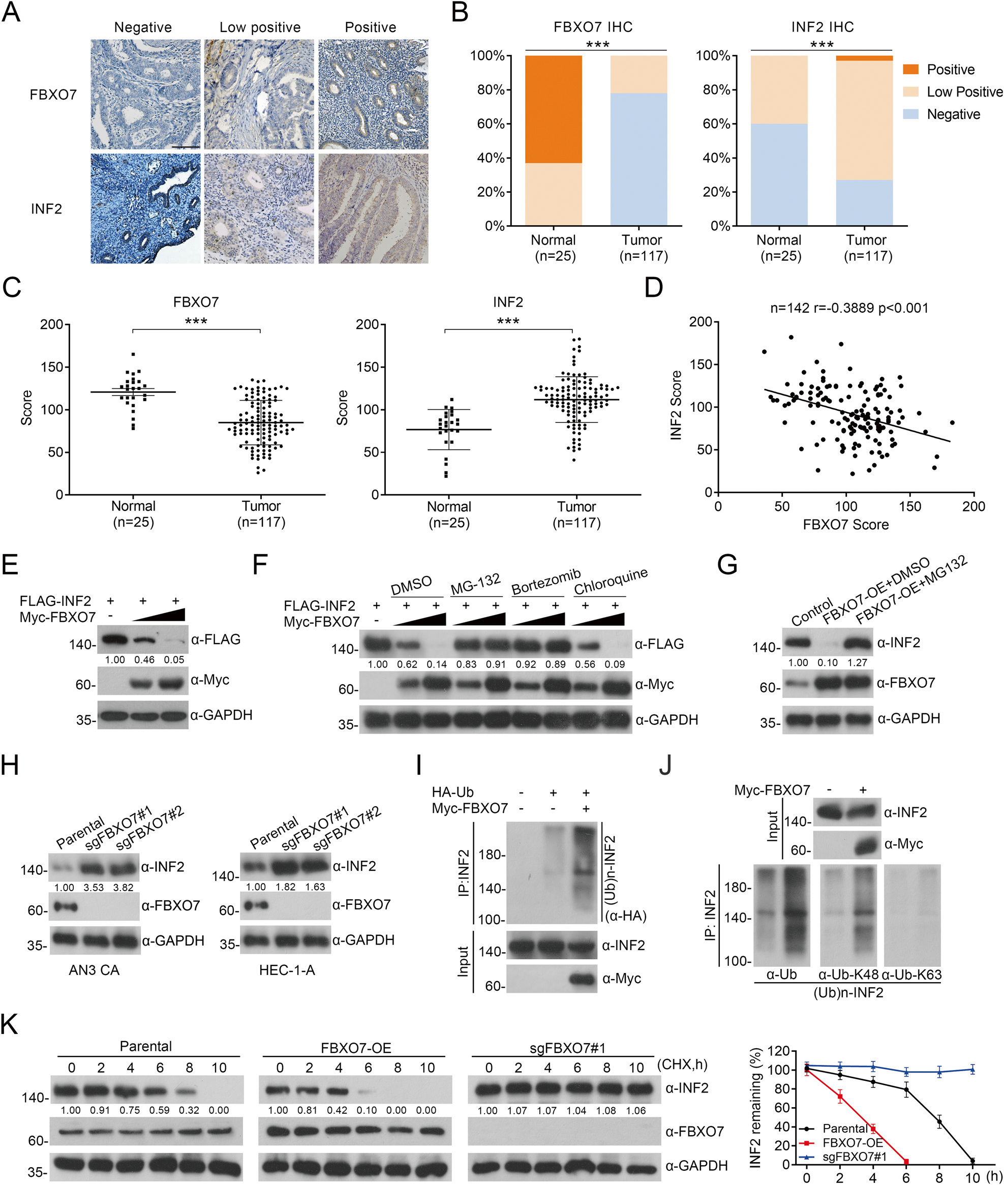 Fig. 3: FBXO7 protein mediates the degradative ubiquitination of INF2 protein.