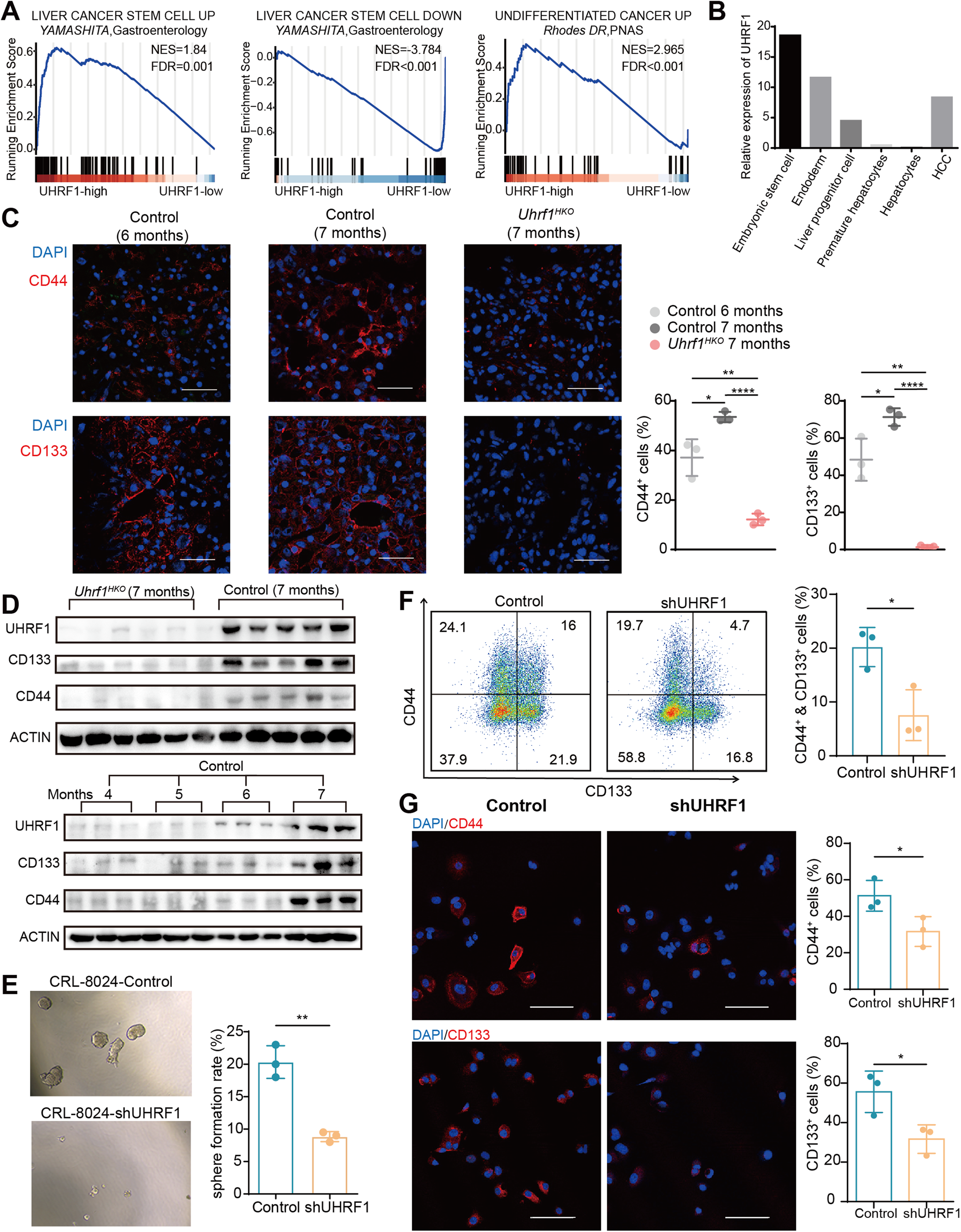 Fig. 2: UHRF1 silencing abolishes the CSC phenotype of HCC cells.