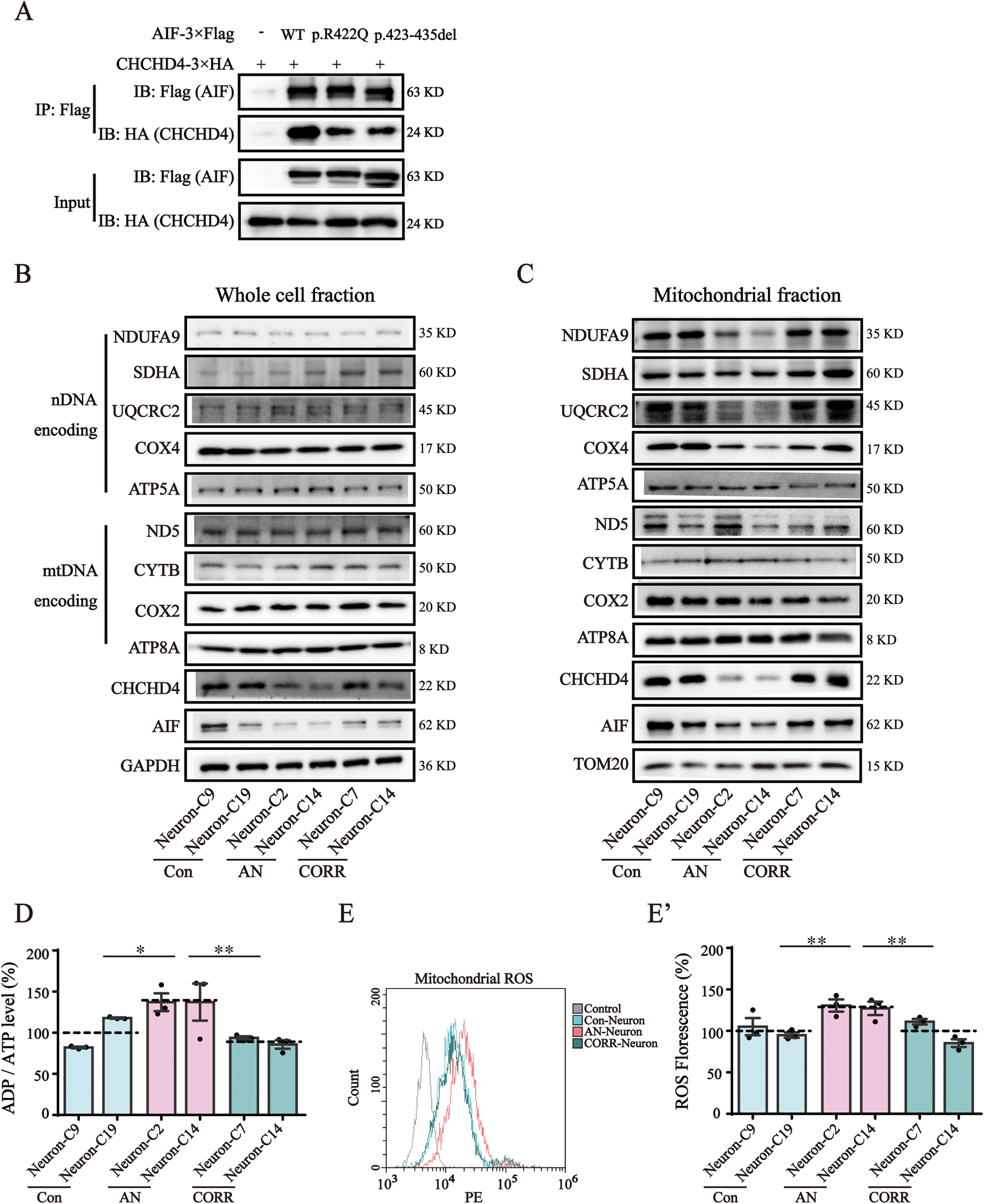 Fig. 4: AIF variants upregulated the ADP/ATP ratio and increased mitochondrial ROS levels.