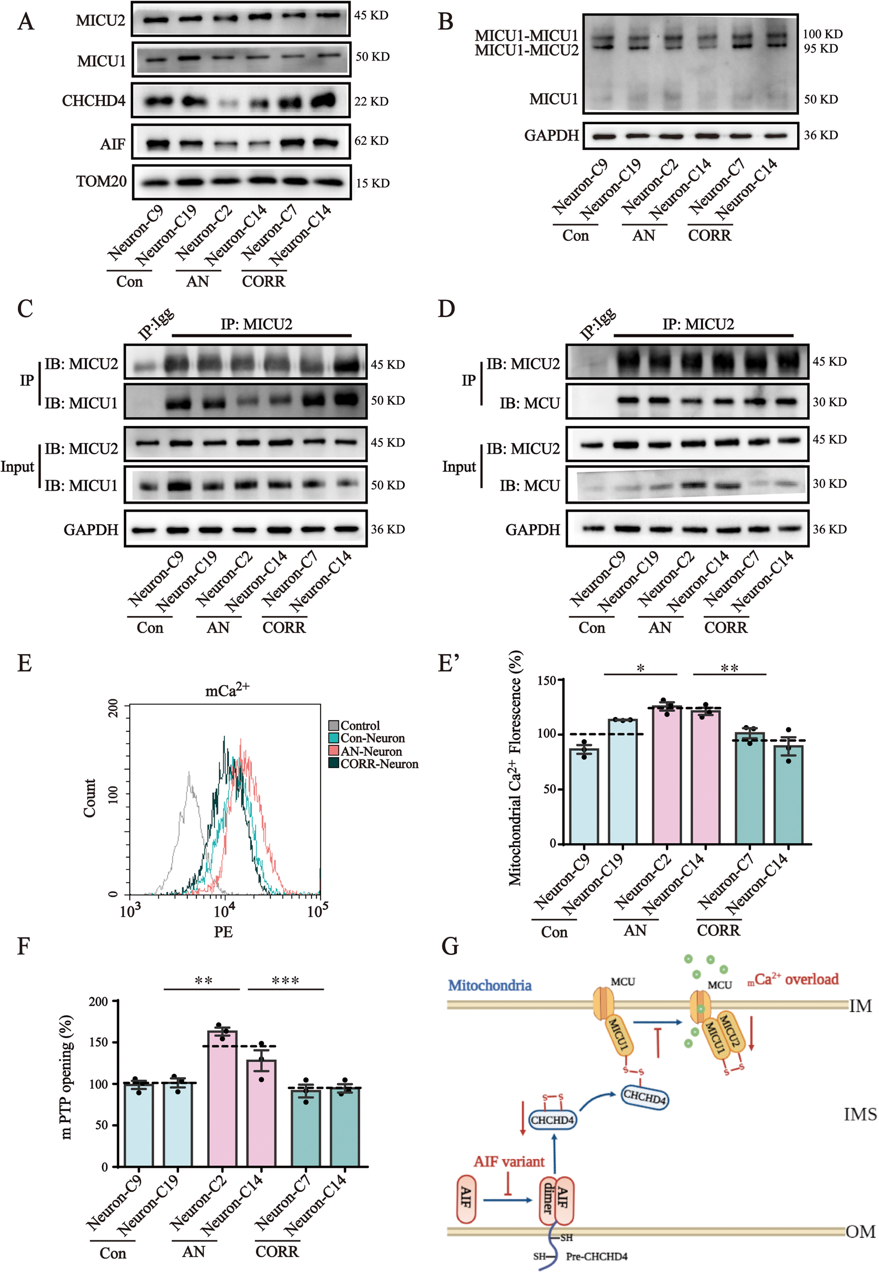 Fig. 5: AIF variants induced mitochondrial calcium overload.