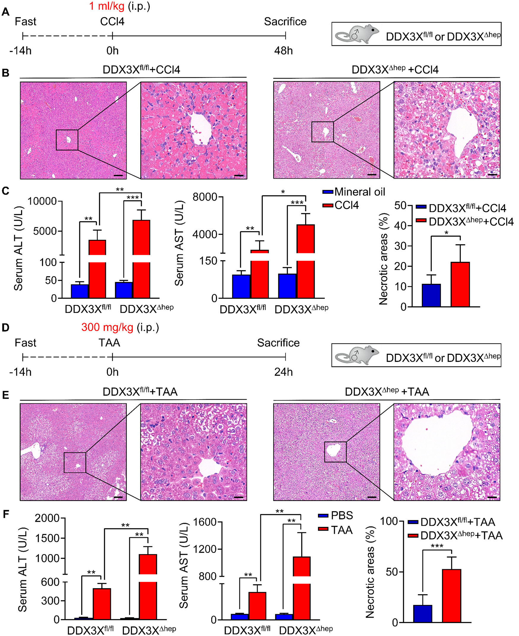 Fig. 3: Deficiency of hepatocyte DDX3X exacerbate CCl4 and TAA induced DILI in mice.