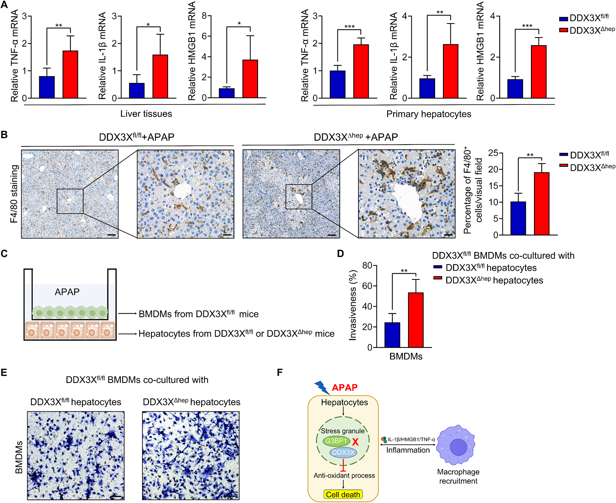 Fig. 6: Hepatic DDX3X deletion exacerbates macrophage infiltration and inflammation.