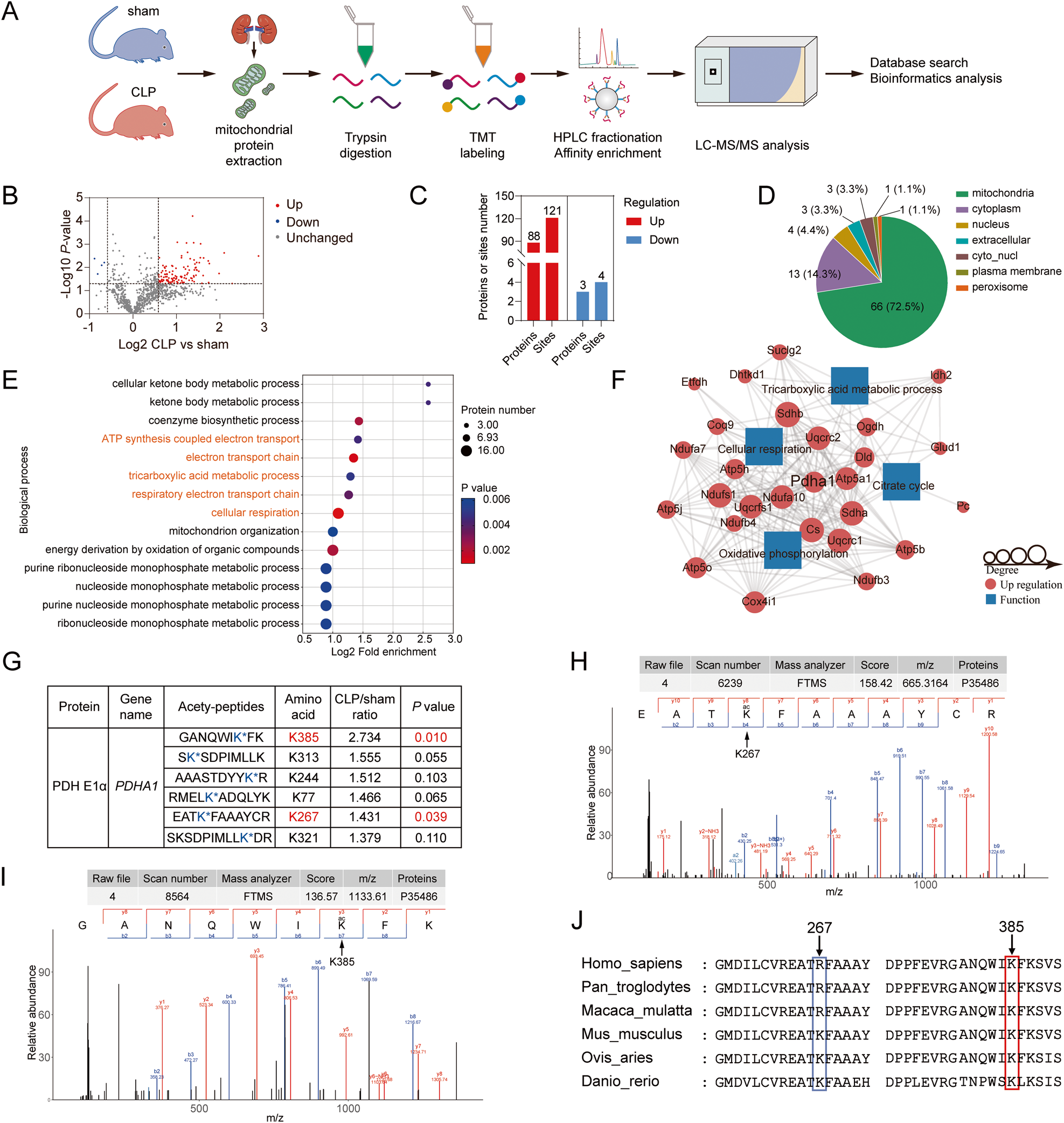 Lactate induces vascular permeability via disruption of VE-cadherin in  endothelial cells during sepsis