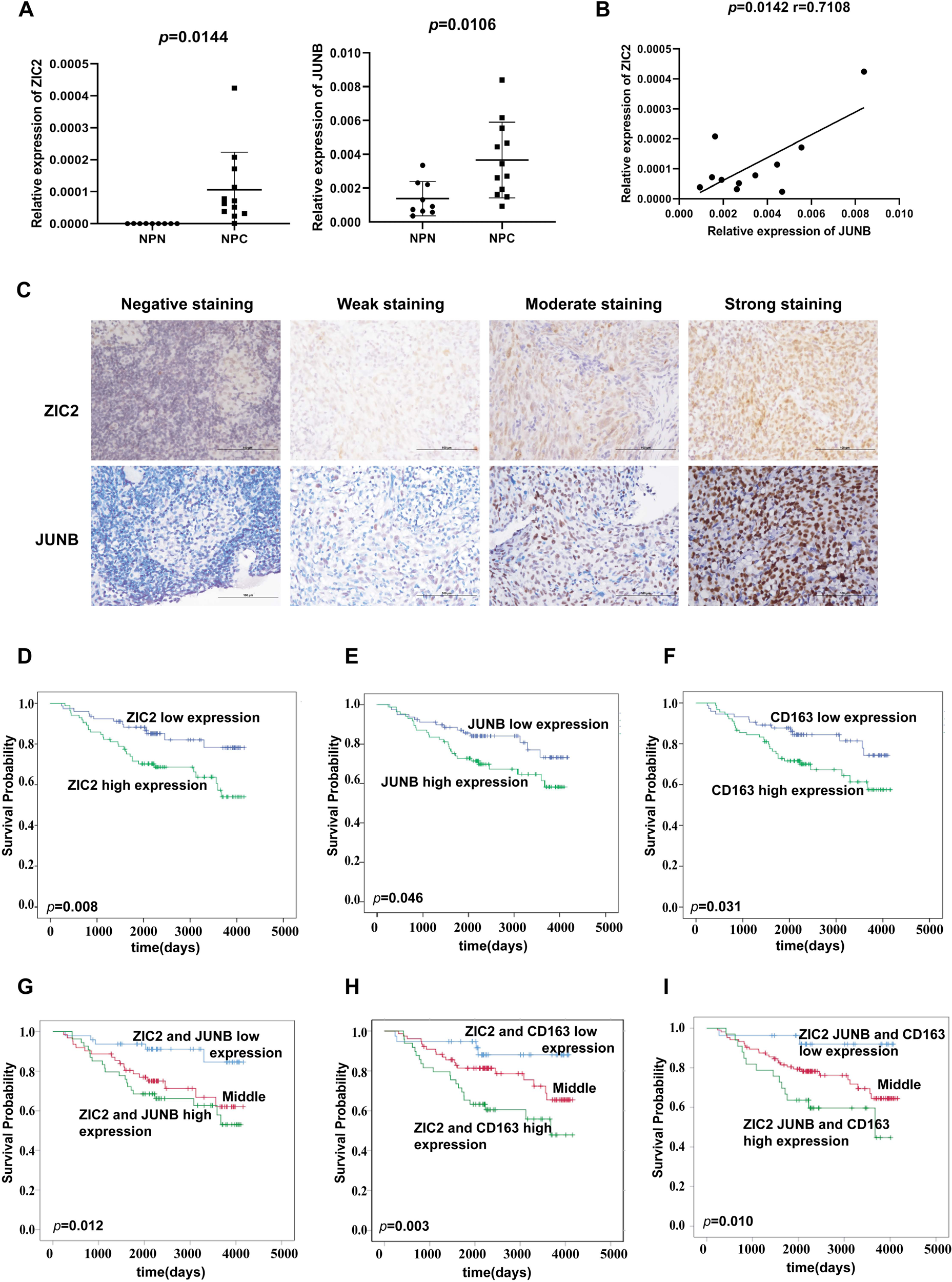 Fig. 6: ZIC2 and JUNB are elevated in NPC tissue and are associated with a poor prognosis in NPC patients.