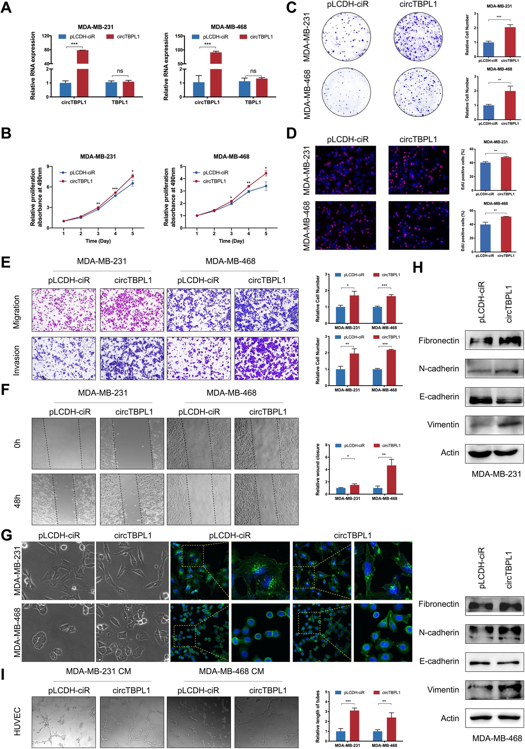 Fig. 3: circTBPL1 overexpression promotes cell proliferation and motility of breast cancer cells.