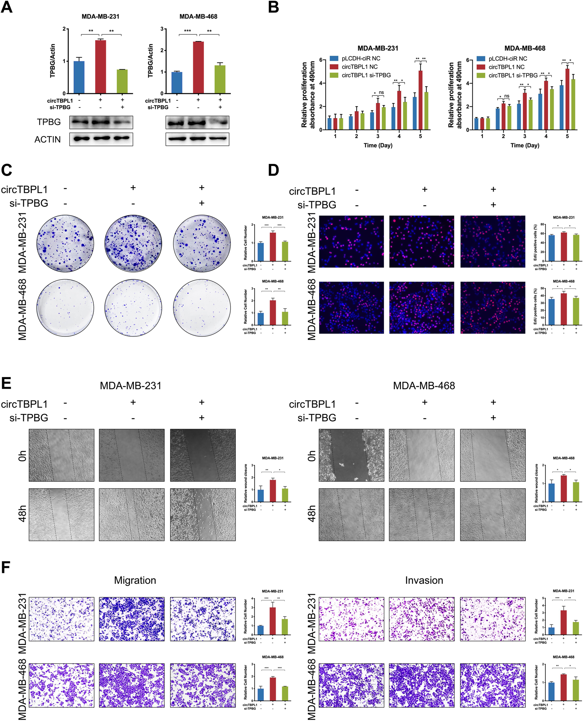 Fig. 7: circTBPL1 promotes malignant behaviors of breast cancer cells via regulating TPBG expression.