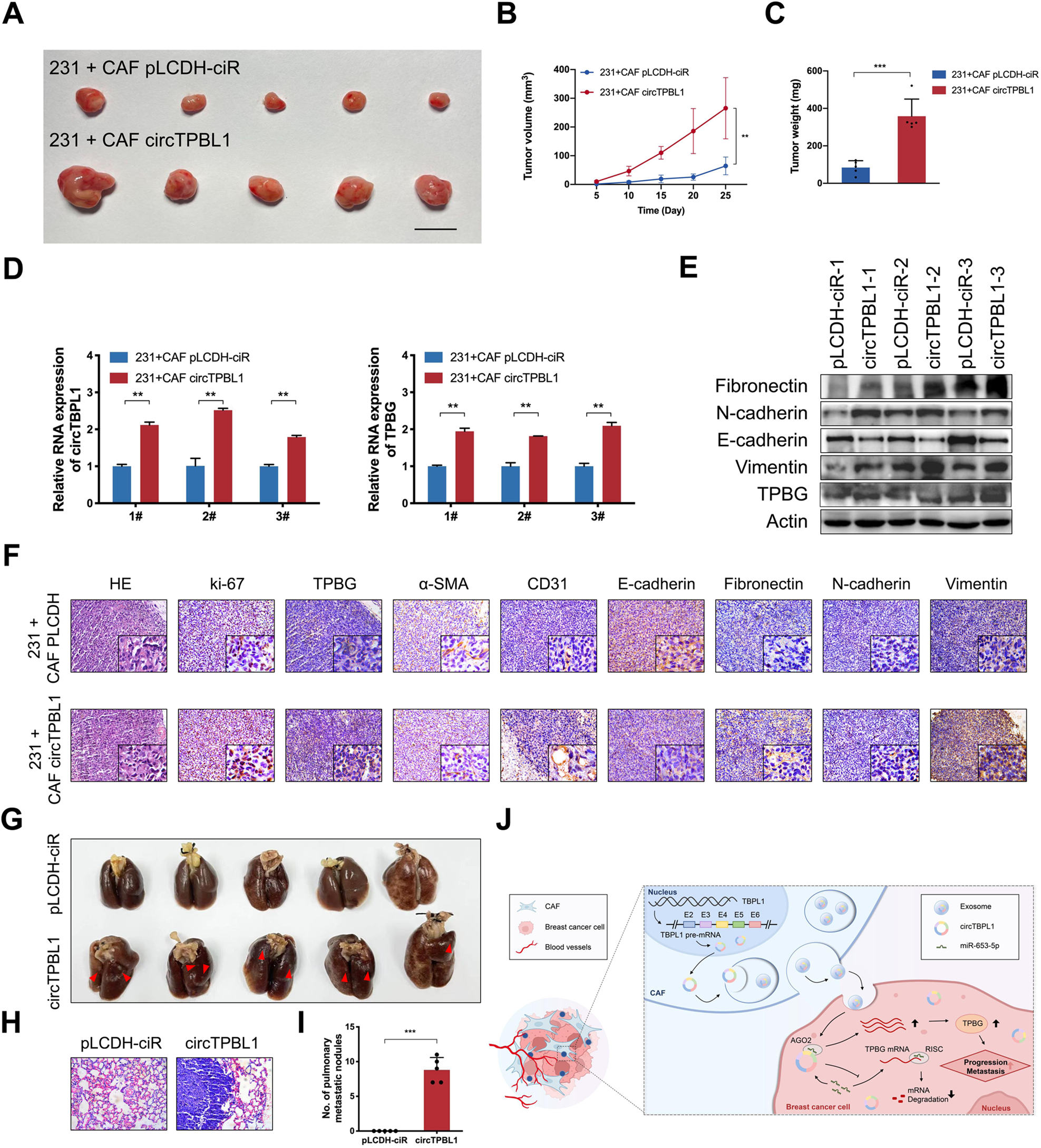 Fig. 8: Exosomal circTBPL1 derived from CAFs regulates miR-653-5p/TPBG axis in vivo to promote tumor growth and metastasis of breast cancer.